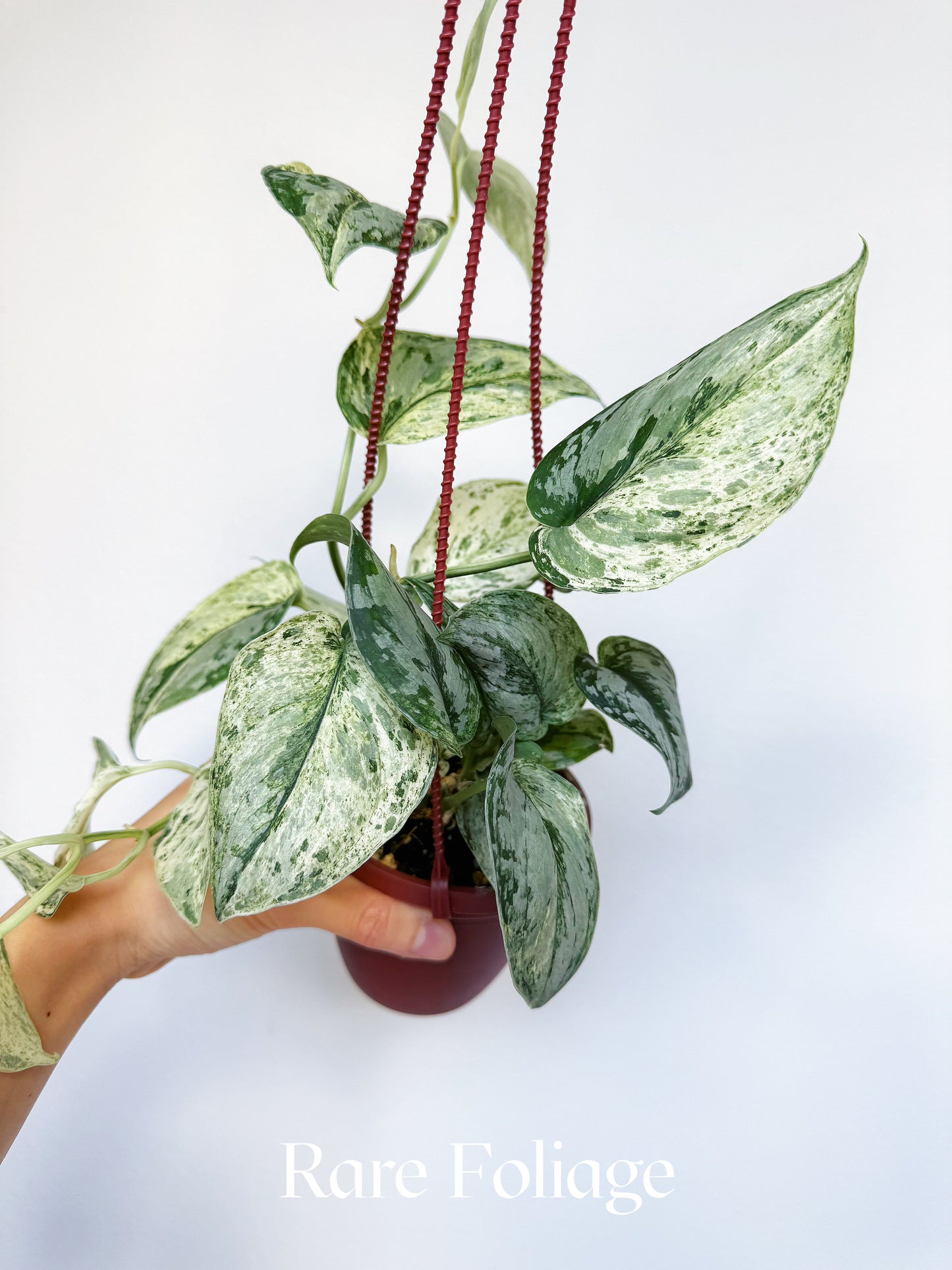 Scindapsus Peasun 4" Hanging Basket