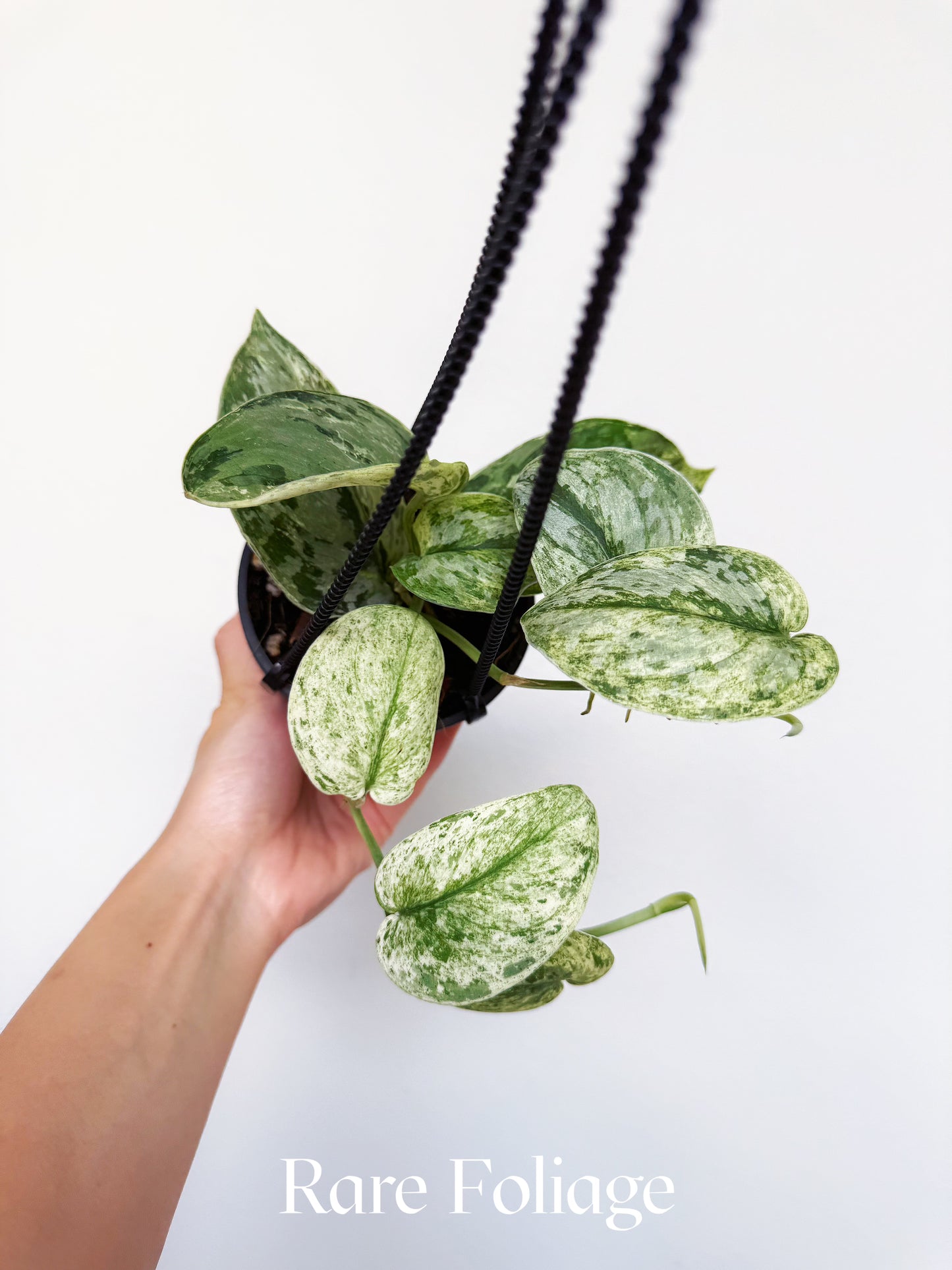 Scindapsus Peasun 4" Hanging Basket