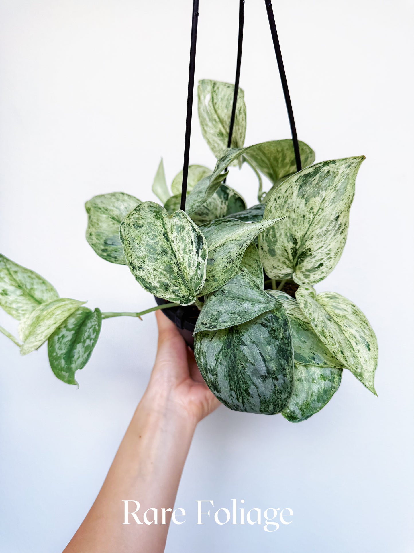 Scindapsus Peasun 6" Hanging Basket
