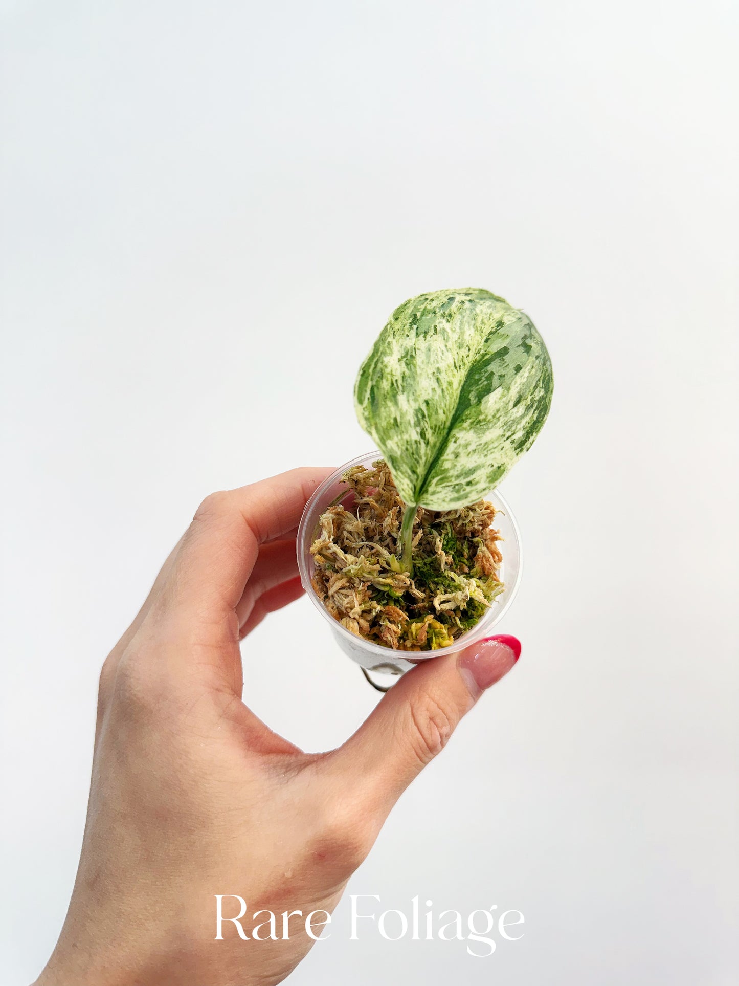 Scindapsus Peasun 2”