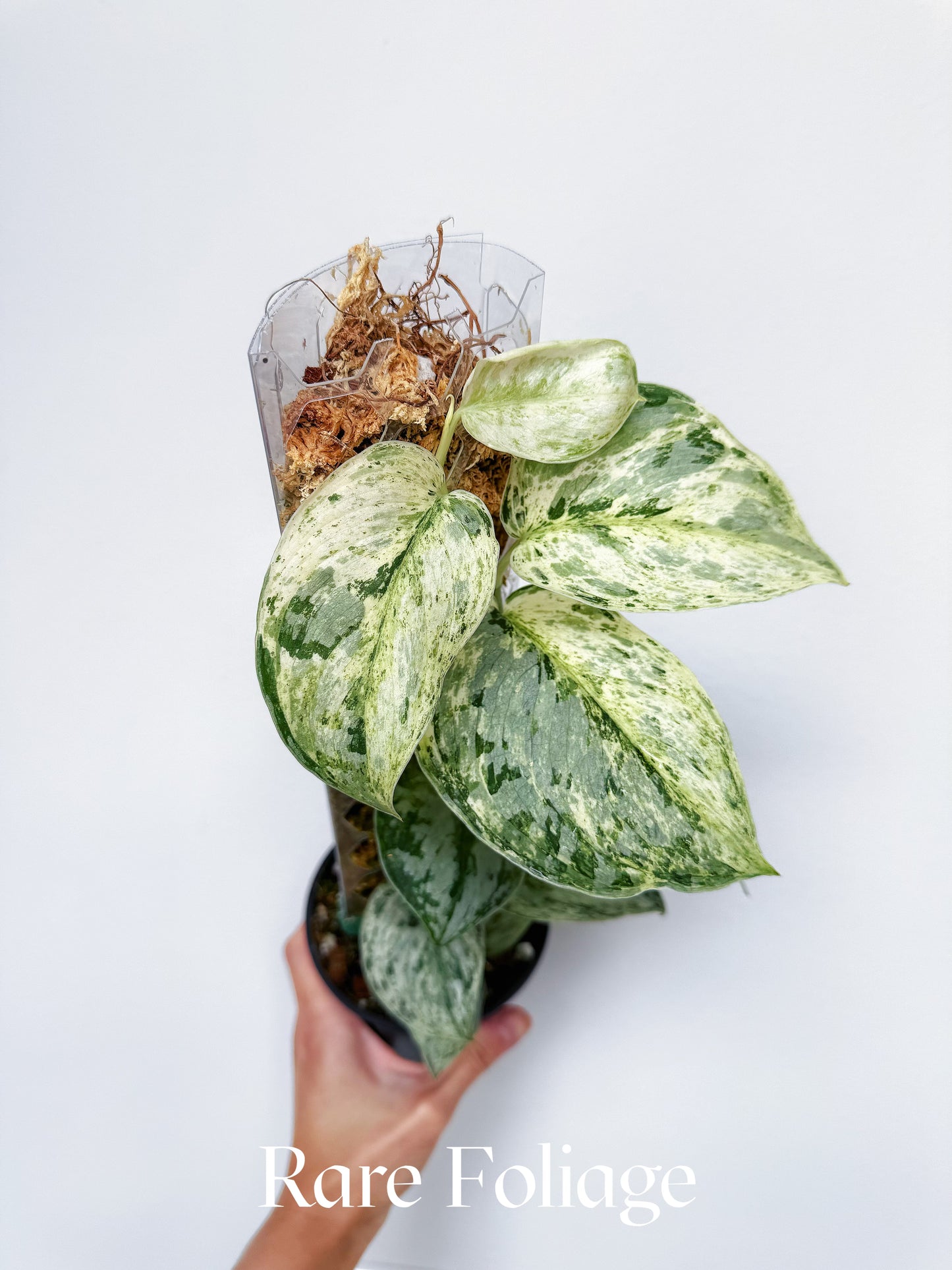 Scindapsus Peasun 4” with Pole