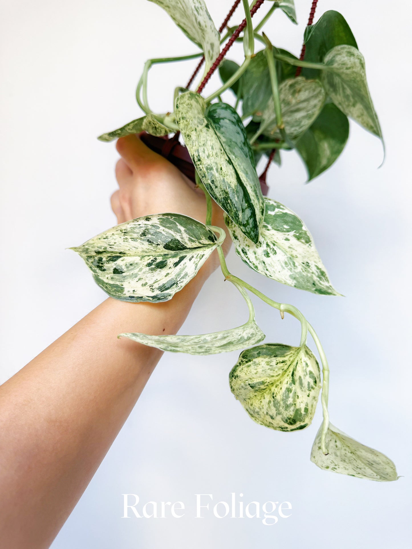 Scindapsus Peasun 4" Hanging Basket