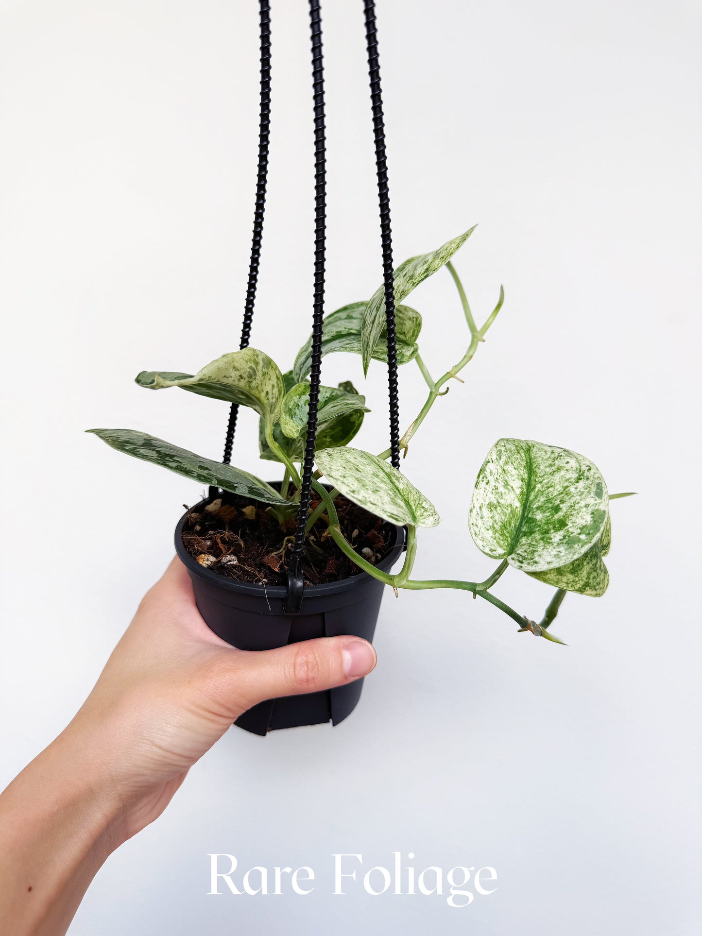 Scindapsus Peasun 4" Hanging Basket