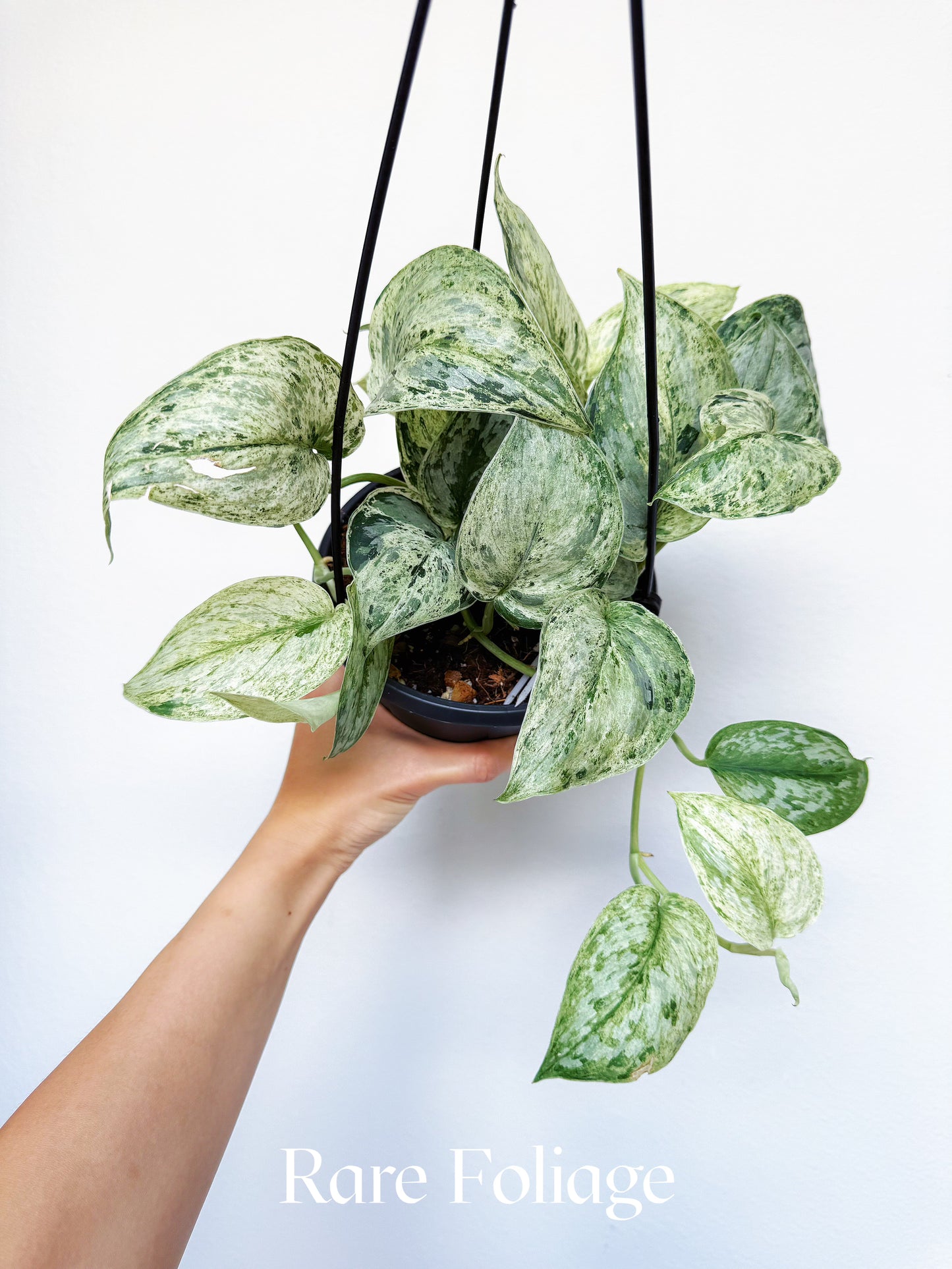 Scindapsus Peasun 6" Hanging Basket