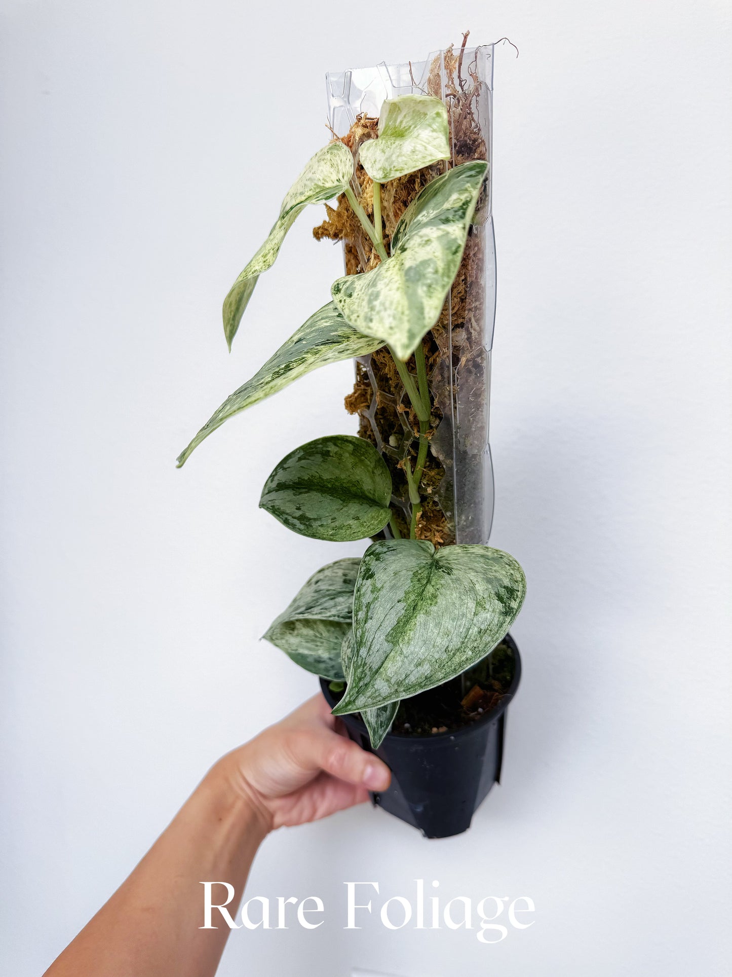 Scindapsus Peasun 4” with Pole