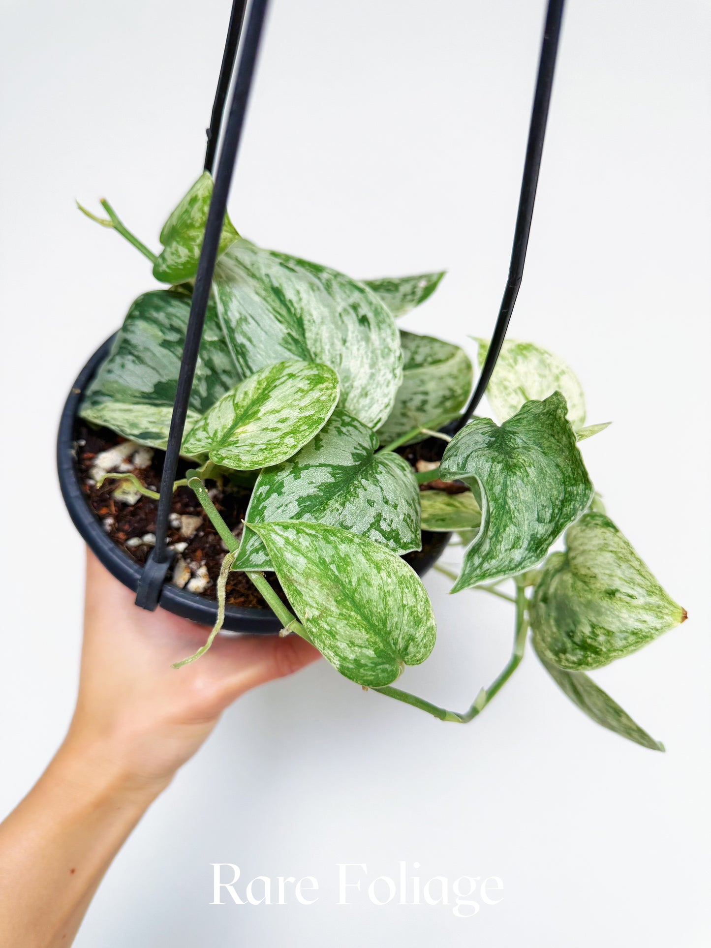 Scindapsus Peasun 6" Hanging Basket