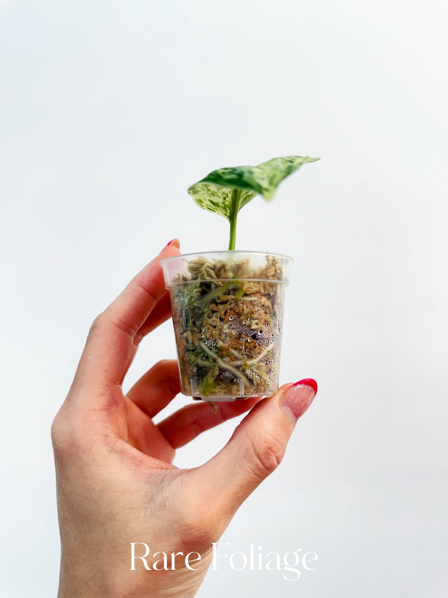 Scindapsus Peasun 2”