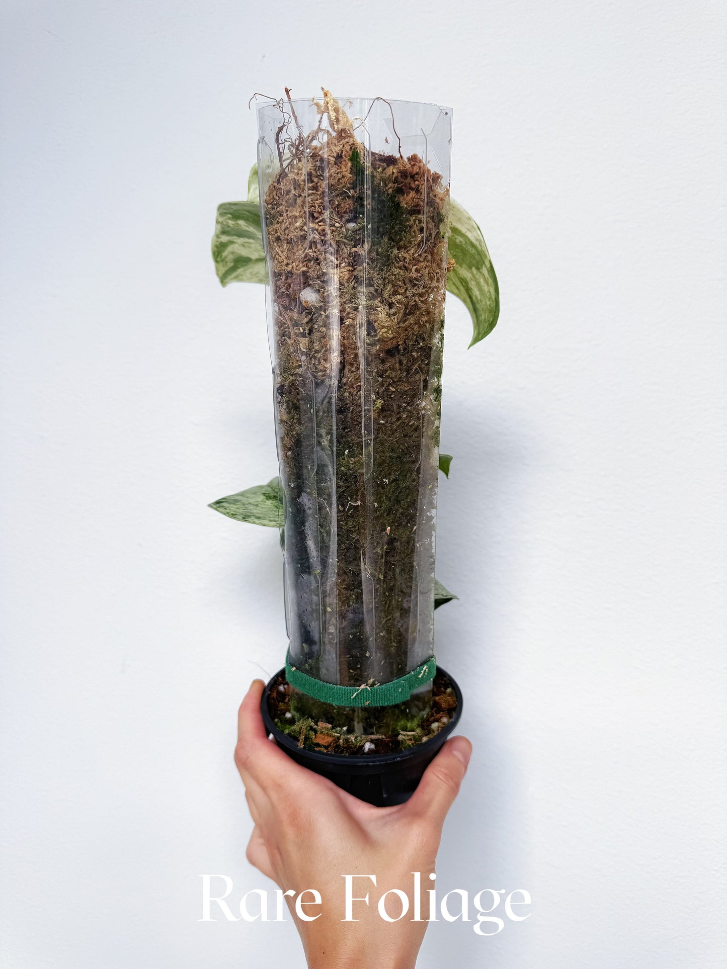 Scindapsus Peasun 4” with Pole