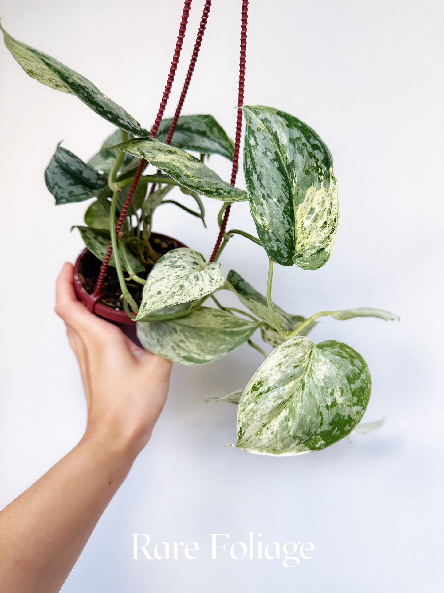Scindapsus Peasun 4" Hanging Basket