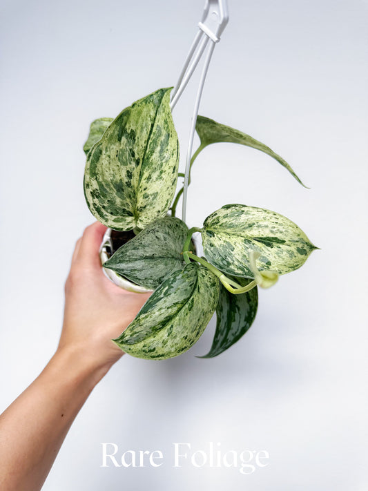 Scindapsus Peasun 3" Hanging Basket