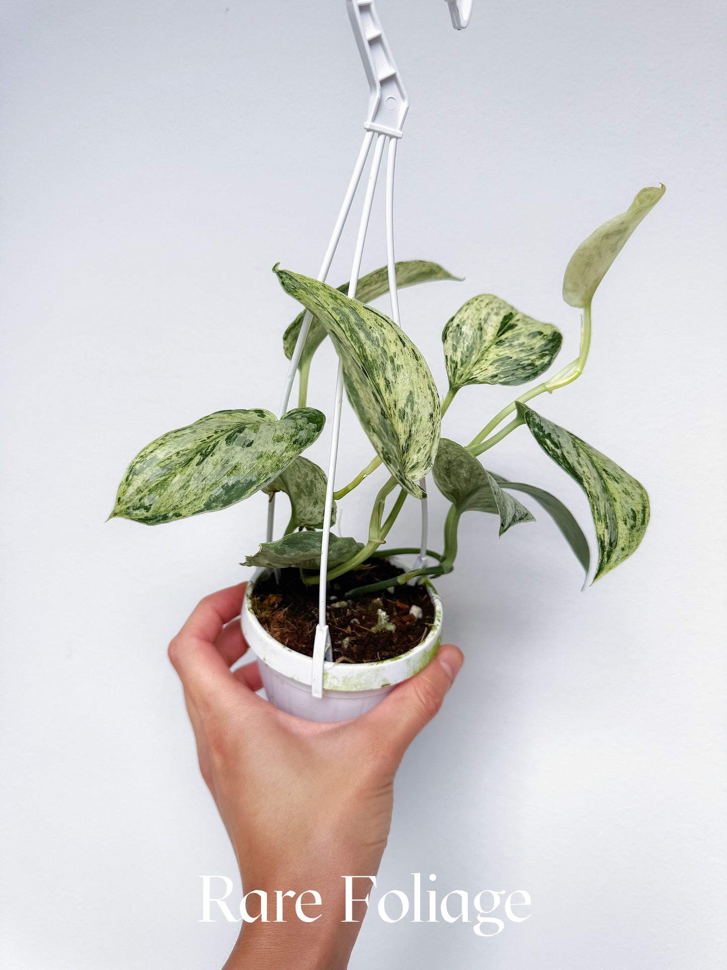 Scindapsus Peasun 3" Hanging Basket