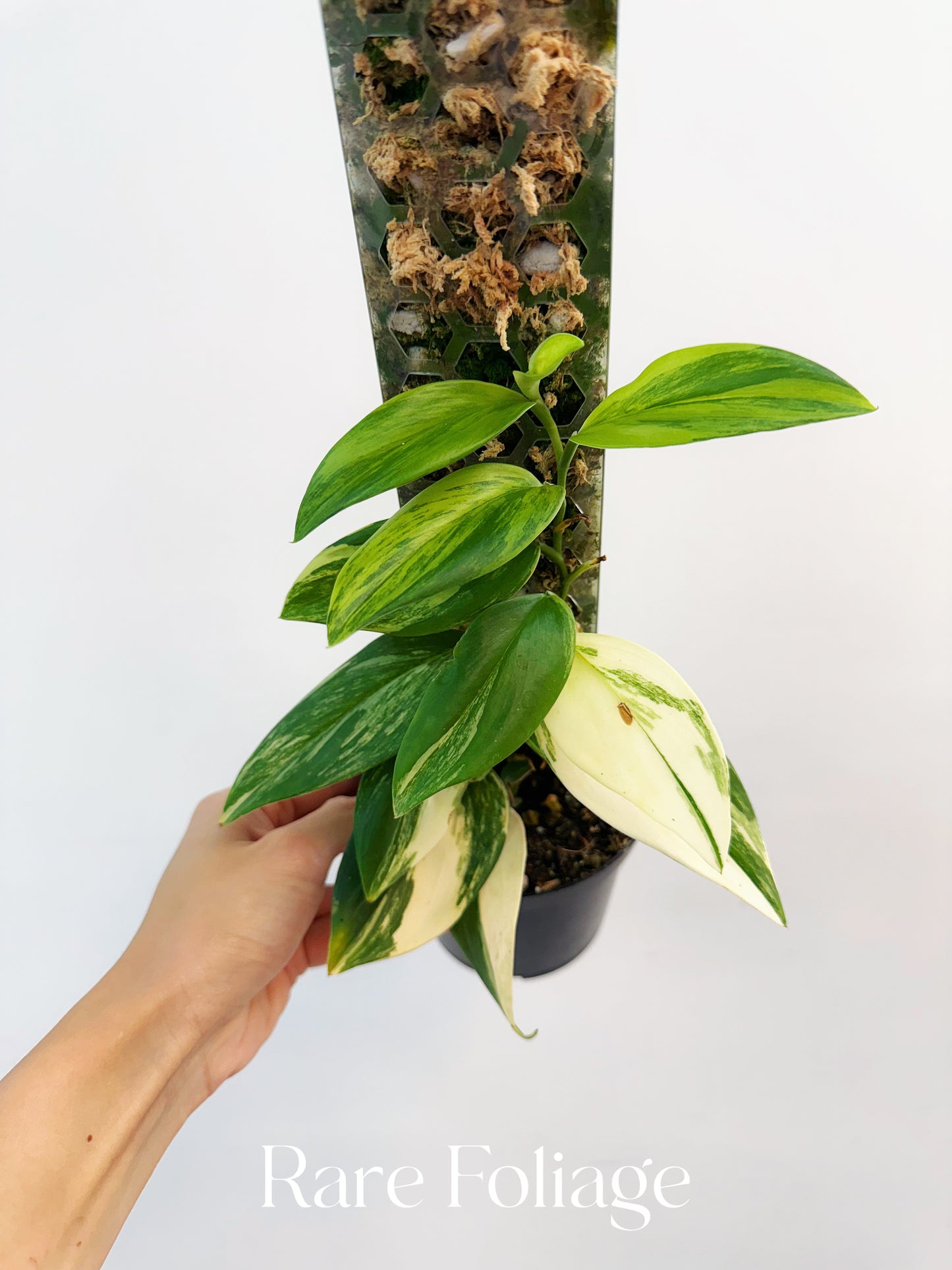 Scindapsus Rubicon Variegated 4”