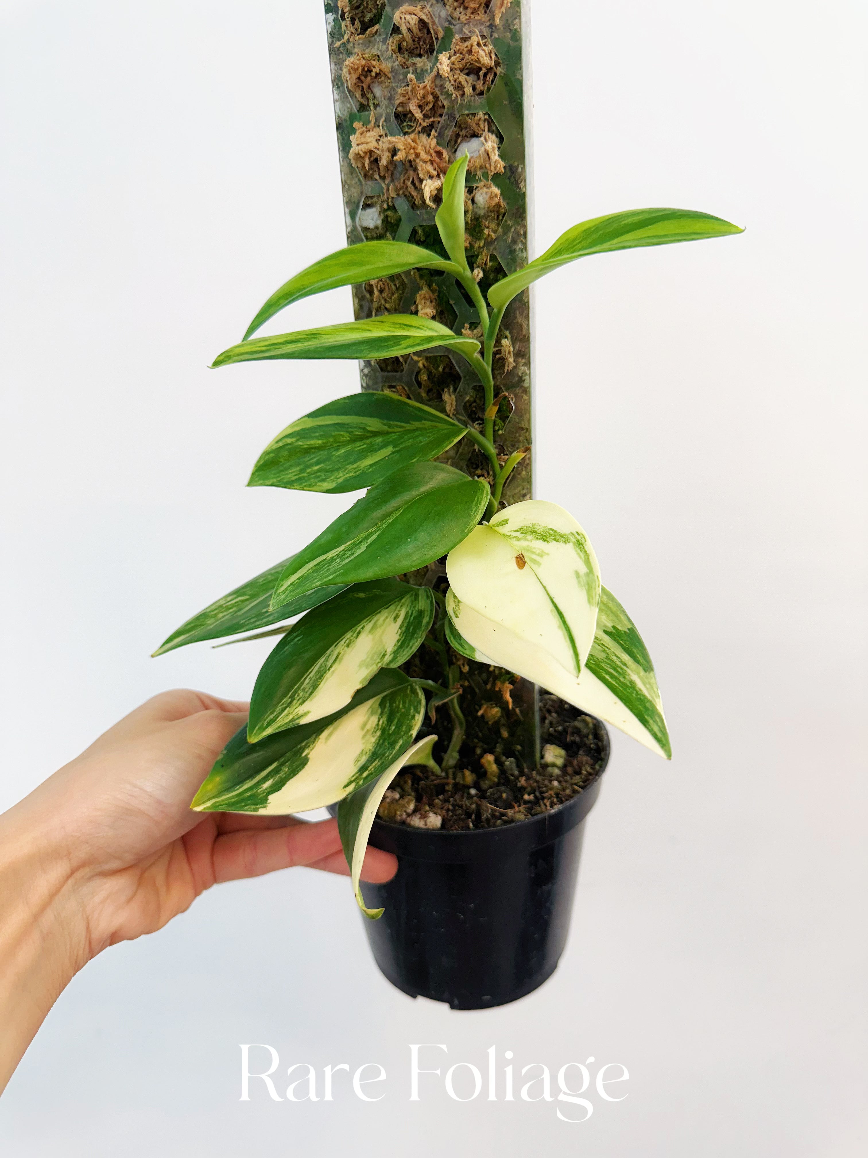 Scindapsus Rubicon Variegated - Thumbnail 4