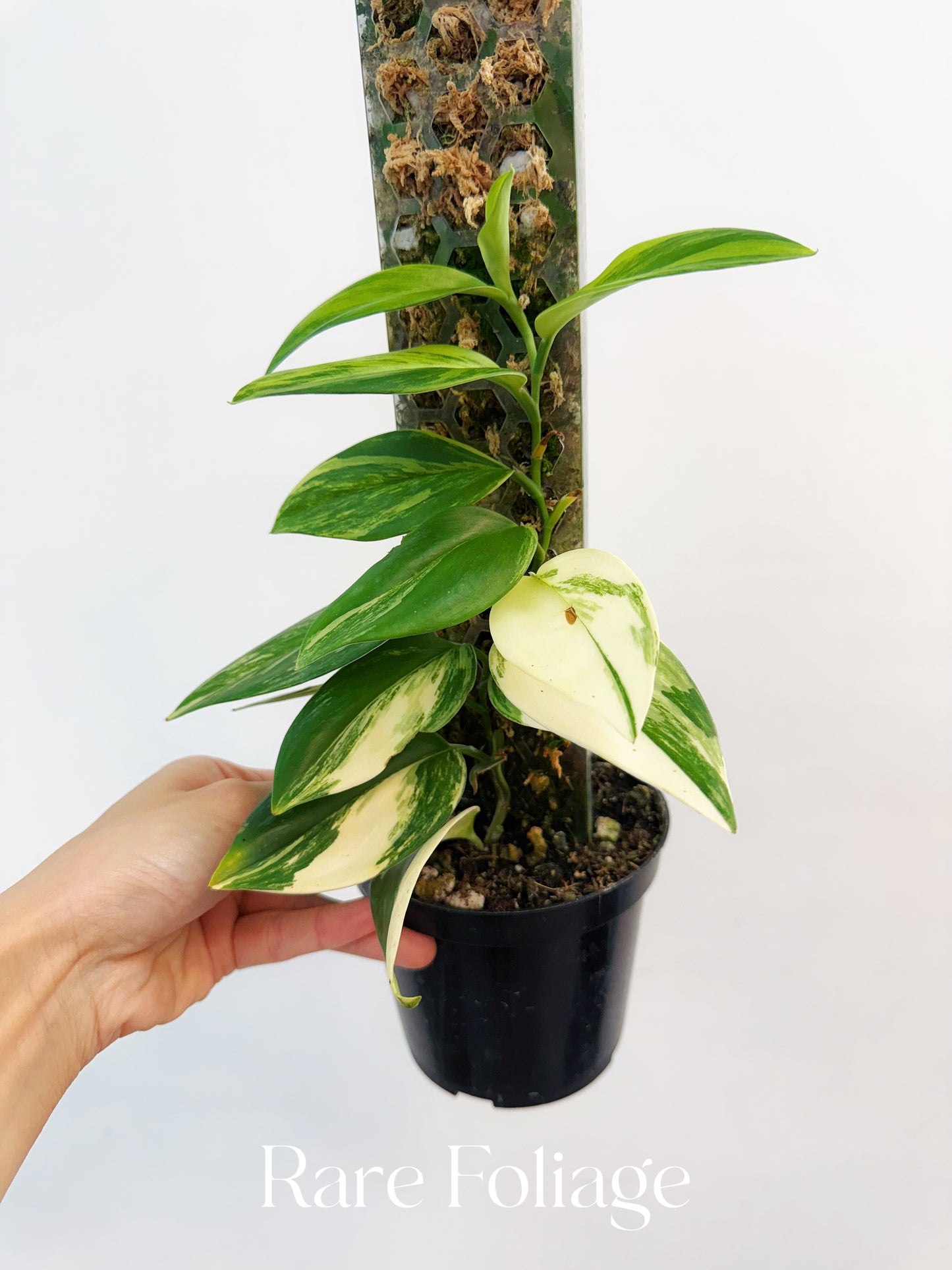 Scindapsus Rubicon Variegated 4”