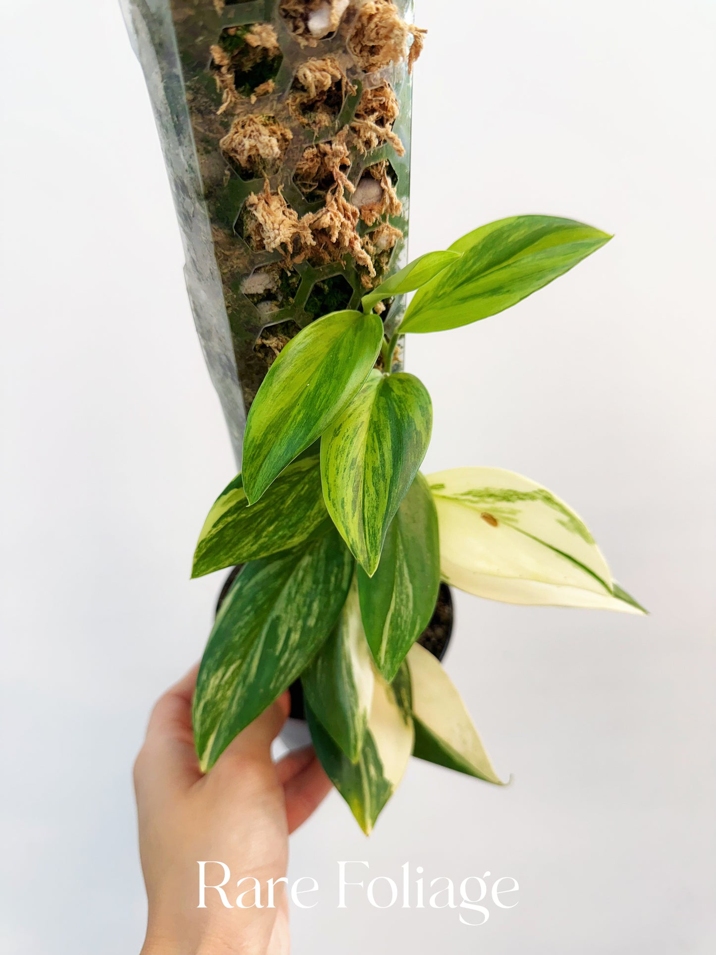 Scindapsus Rubicon Variegated 4”