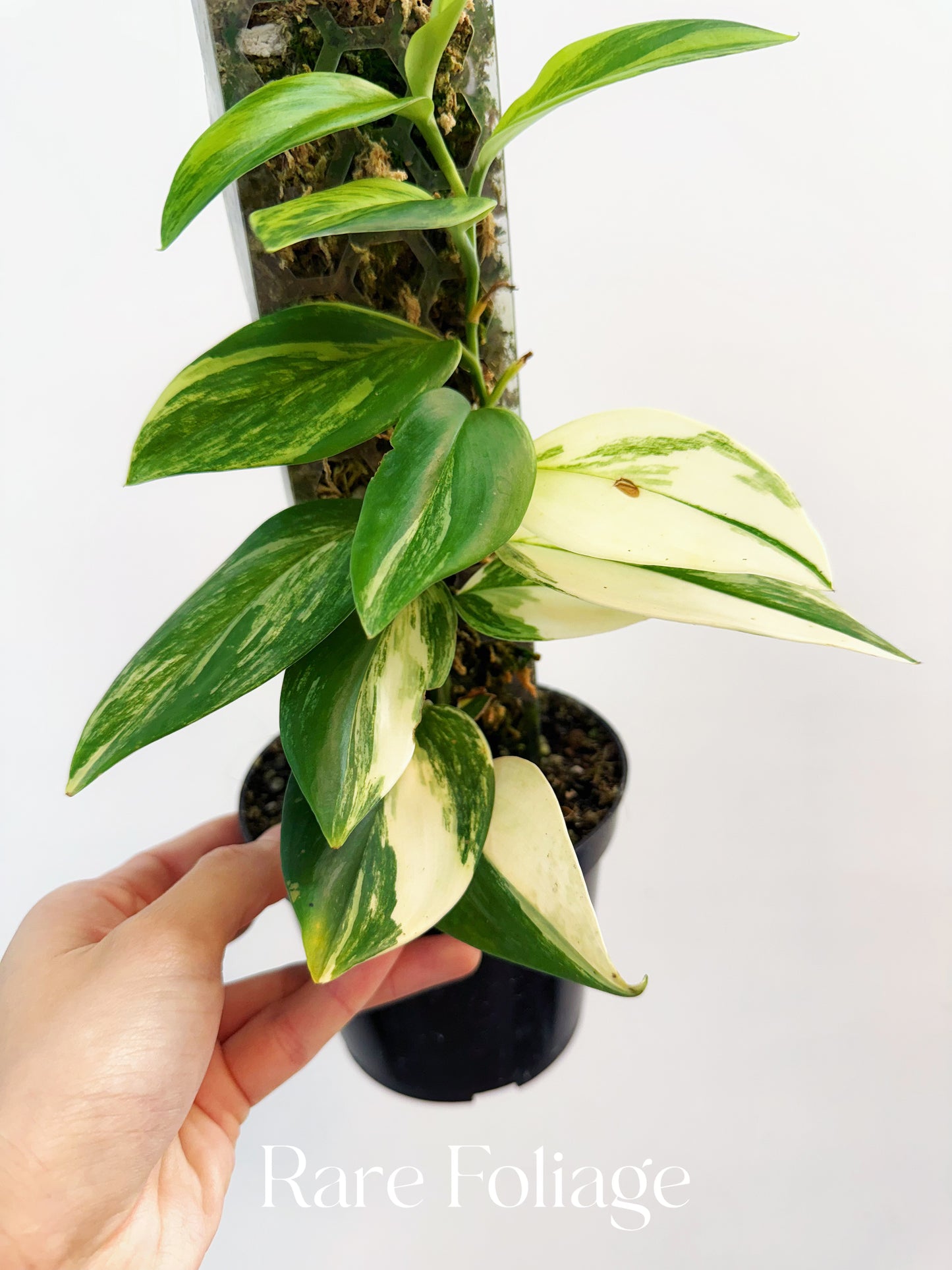 Scindapsus Rubicon Variegated 4”