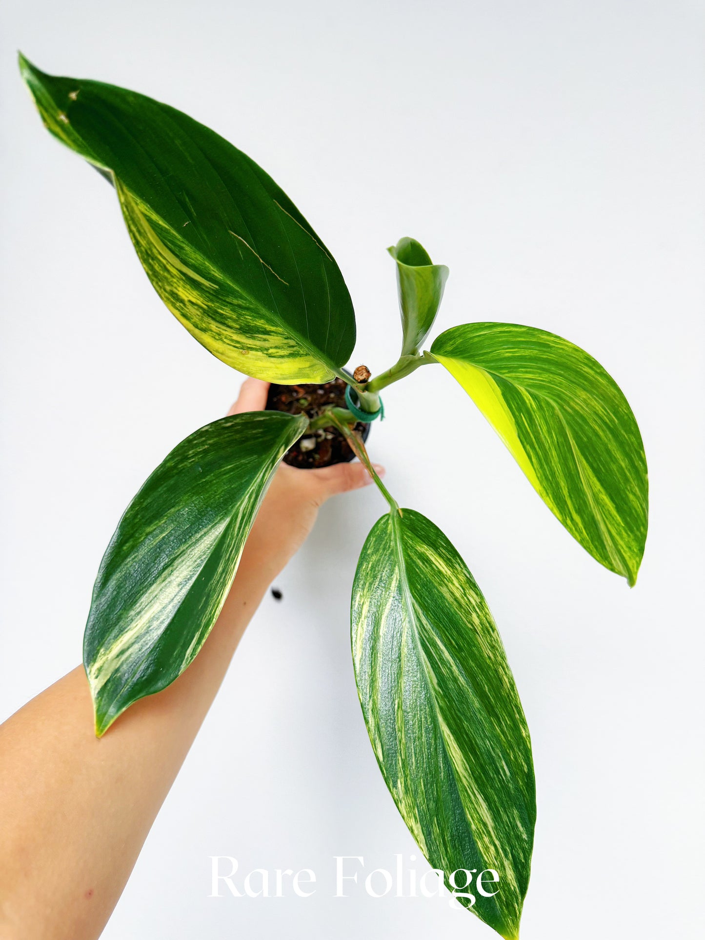 Scindapsus Rupestris Variegated 3"