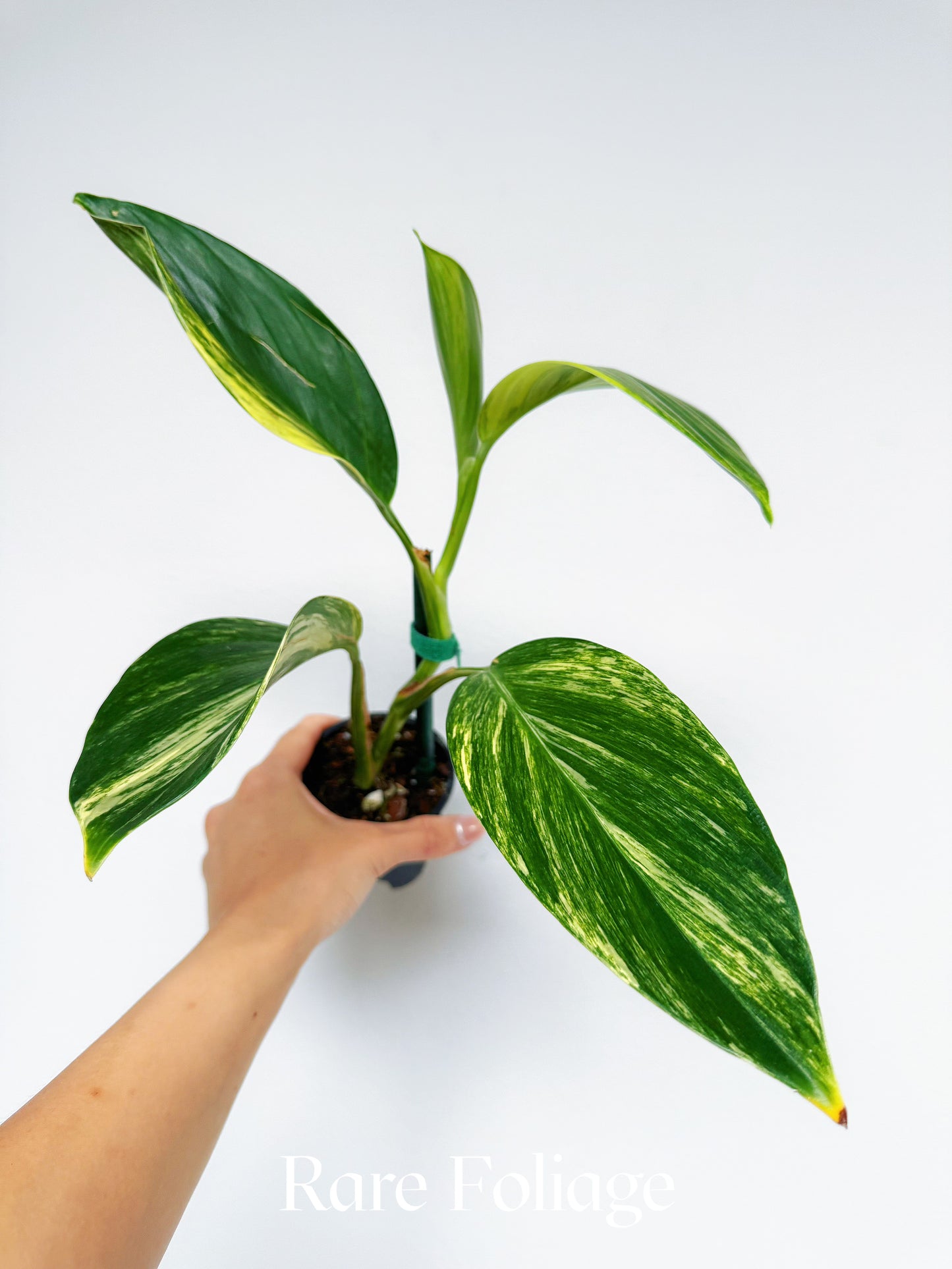 Scindapsus Rupestris Variegated 3"