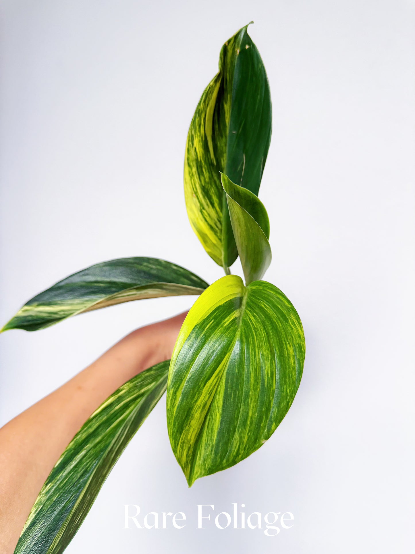 Scindapsus Rupestris Variegated 3"
