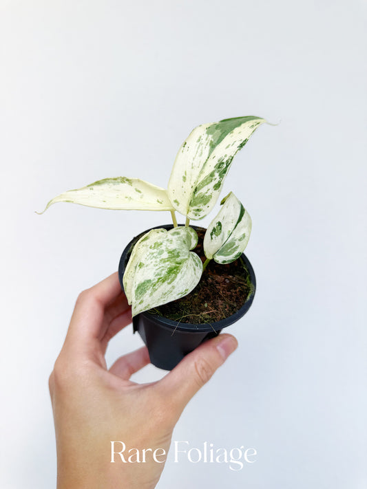 Scindapsus Silver Cloud Albo Variegated 3”