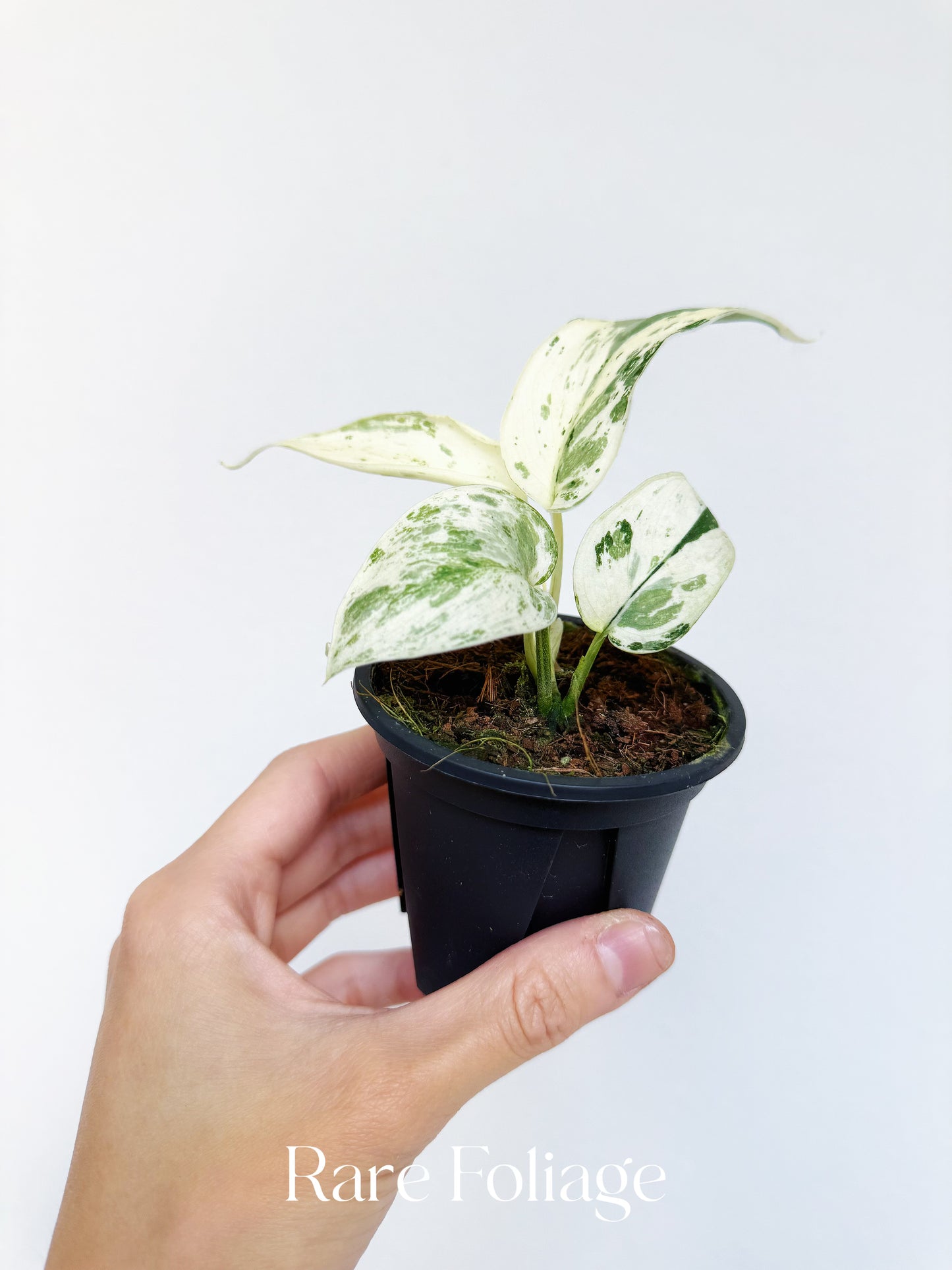 Scindapsus Silver Cloud Albo Variegated 3”