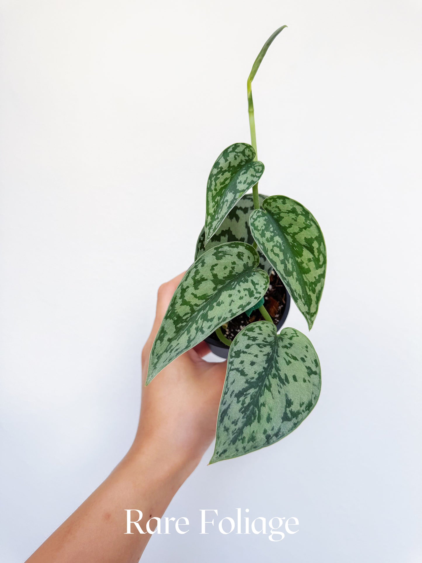 Scindapsus Silver Lady 3"