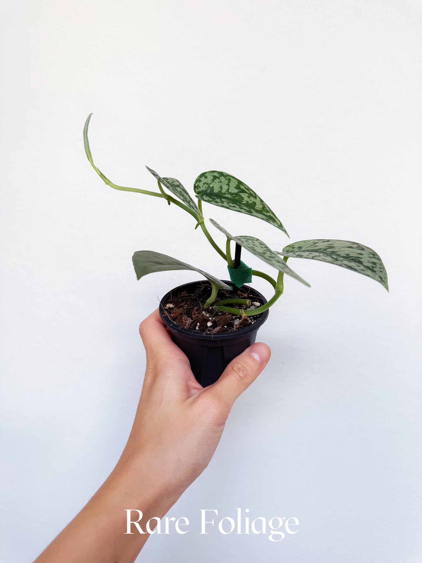 Scindapsus Silver Lady 3"