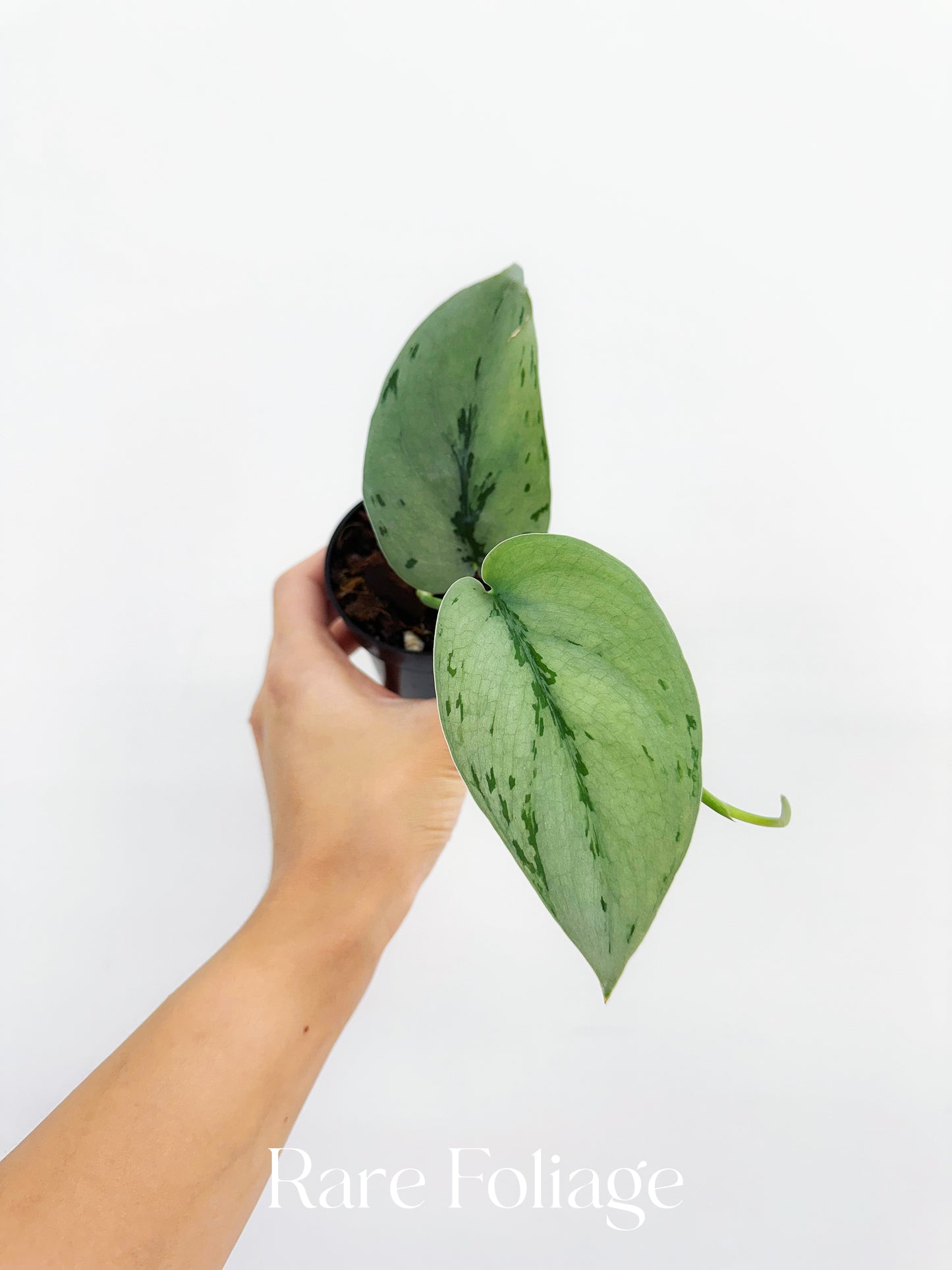 Scindapsus Silver Sierra 3”
