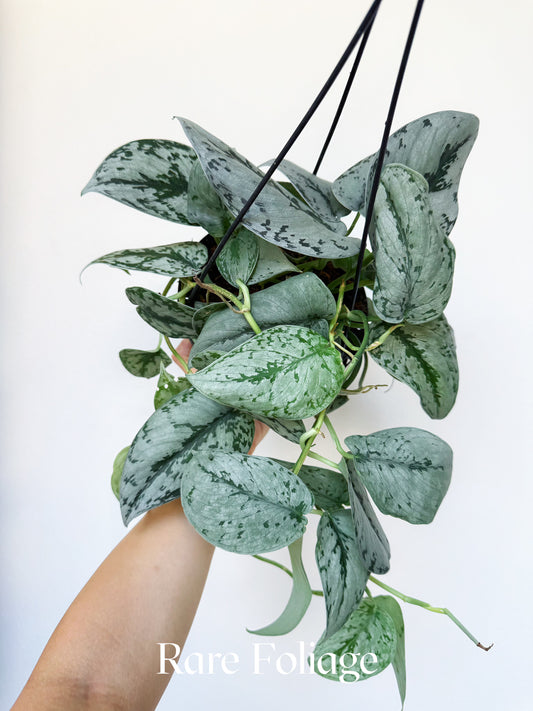 Scindapsus Silver Sierra 6" Hanging Basket