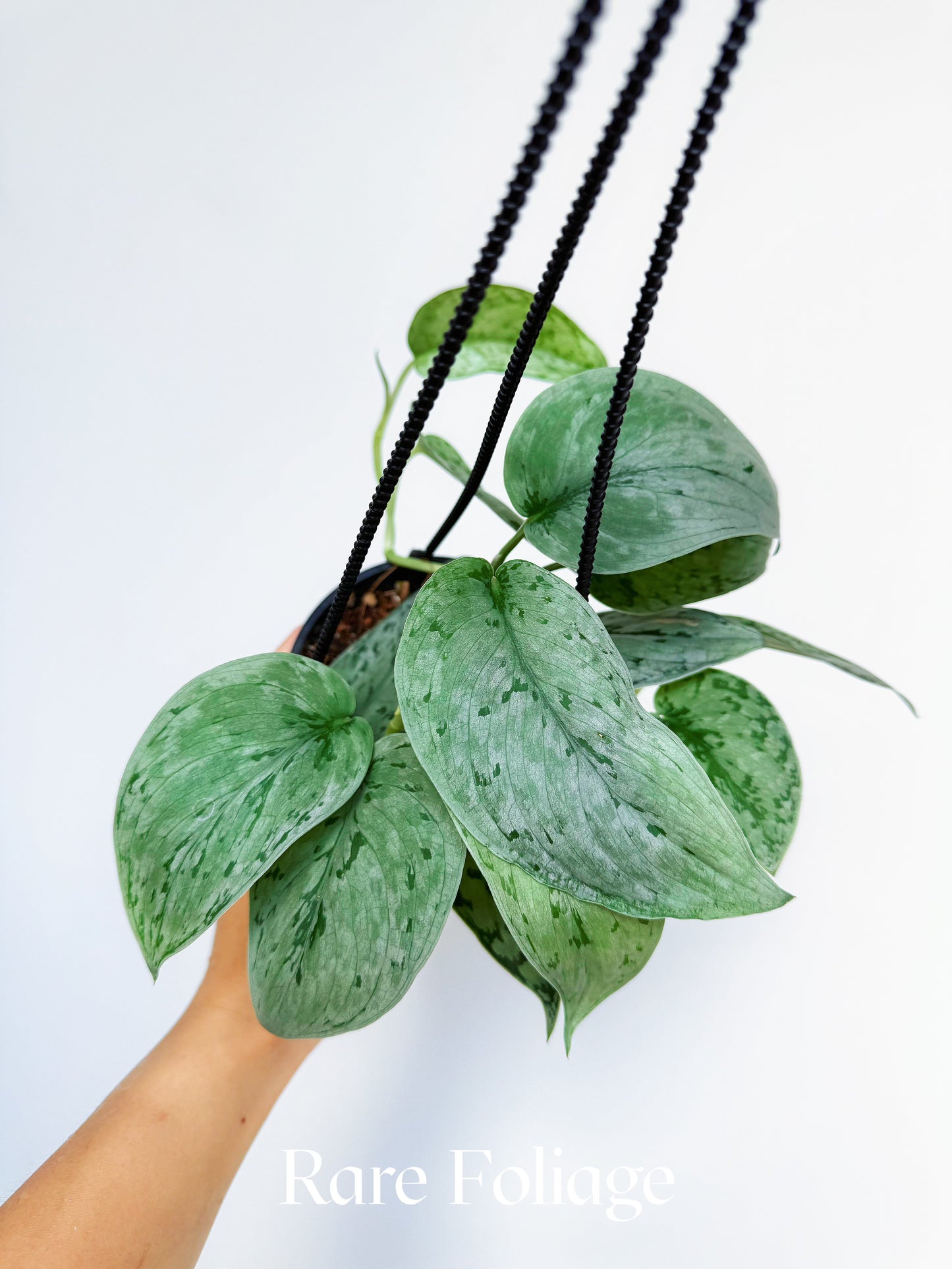 Scindapsus Silver Sierra 4” Hanging Basket