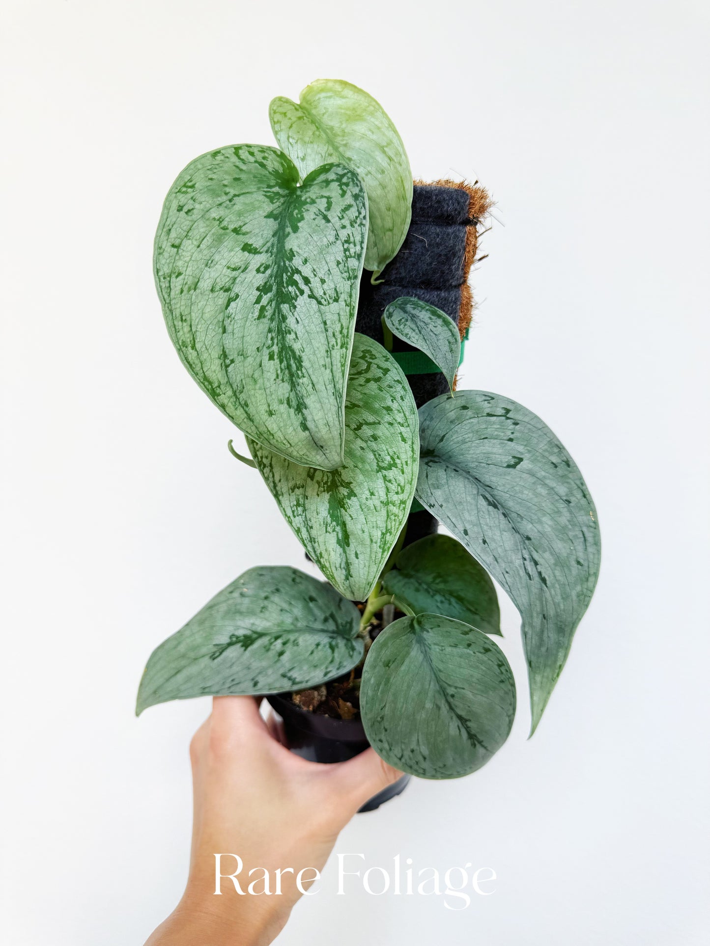 Scindapsus Silver Sierra 4”