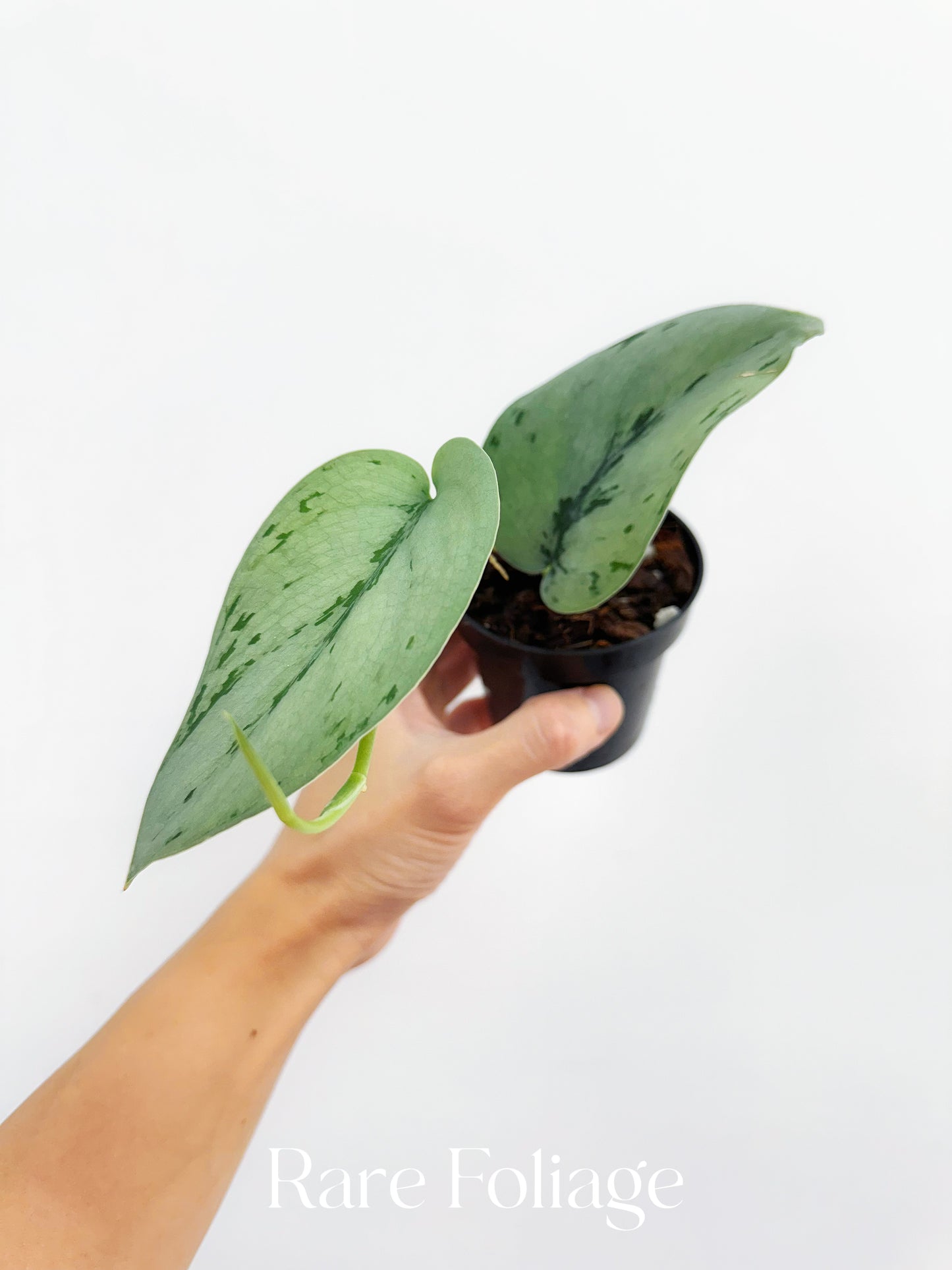 Scindapsus Silver Sierra 3”