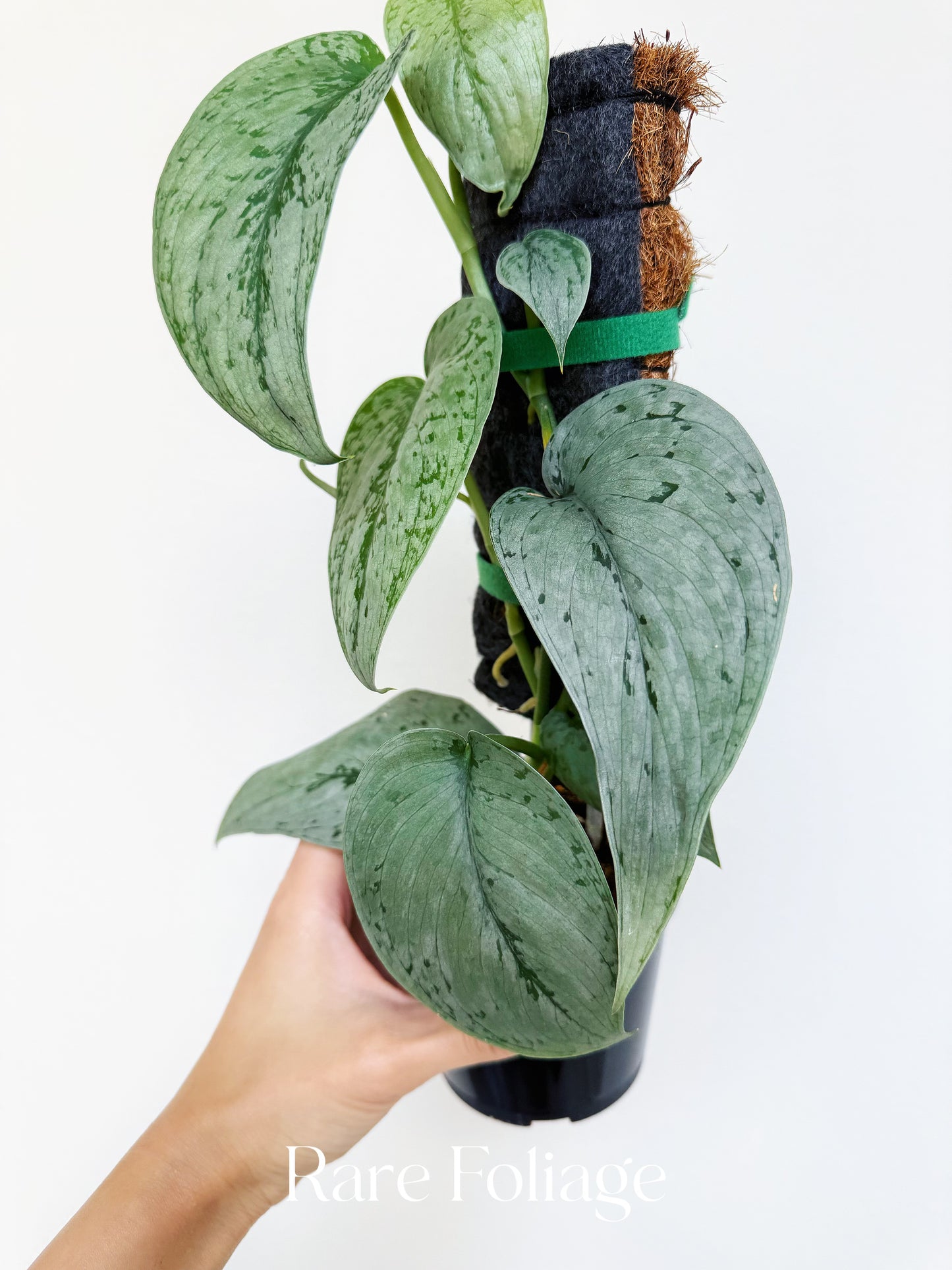 Scindapsus Silver Sierra 4”