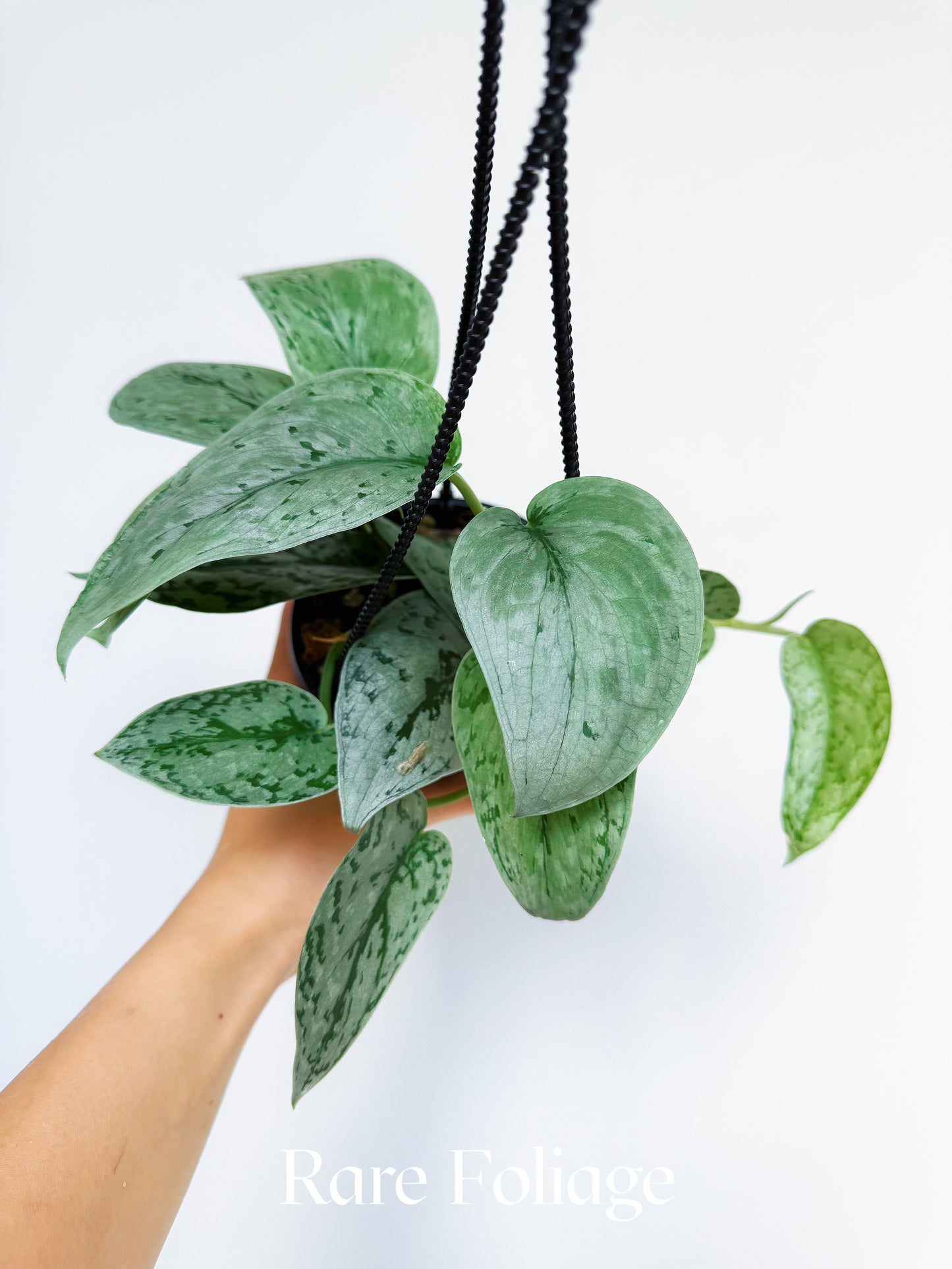 Scindapsus Silver Sierra 4” Hanging Basket