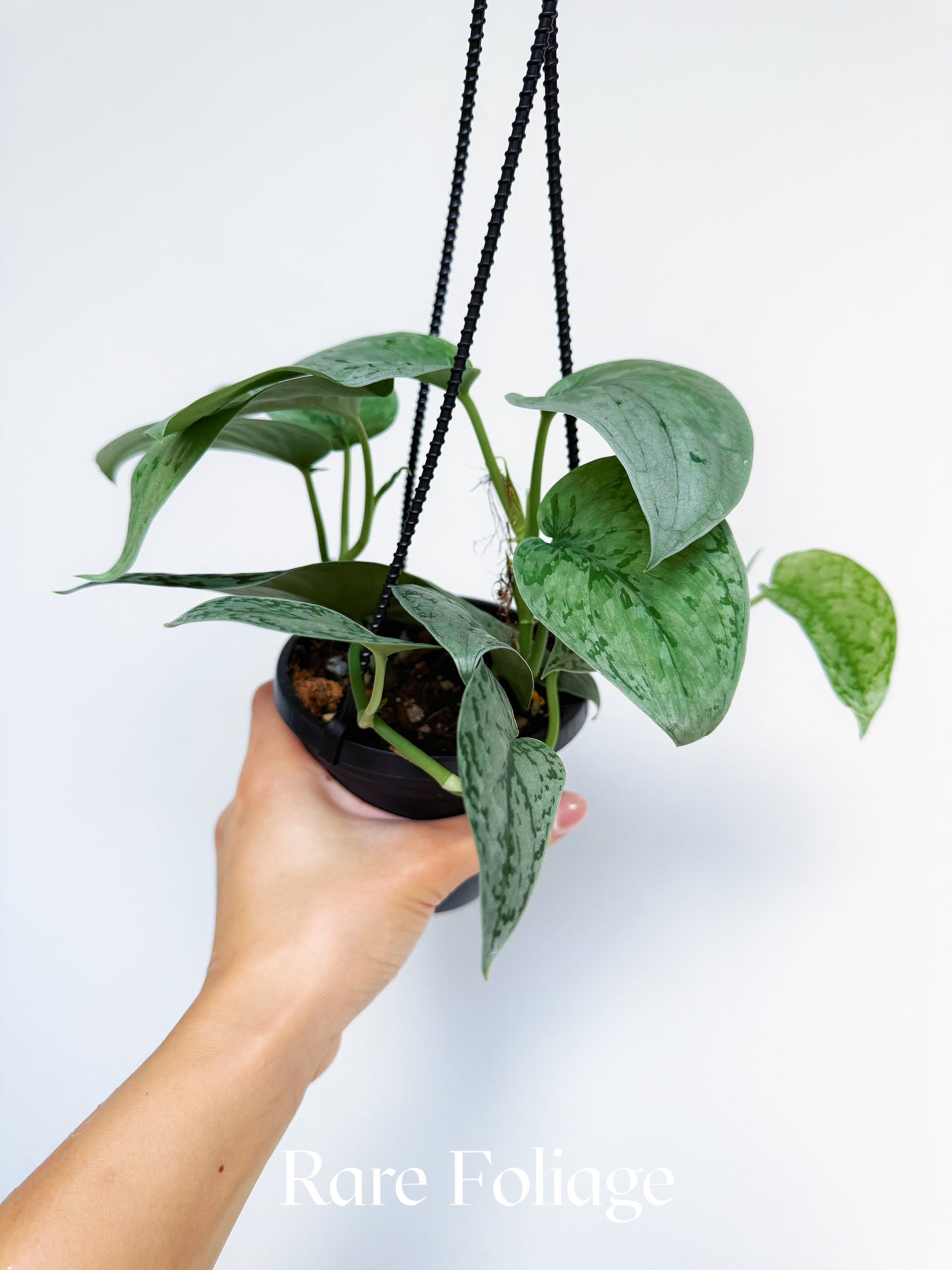 Scindapsus Silver Sierra 4” Hanging Basket