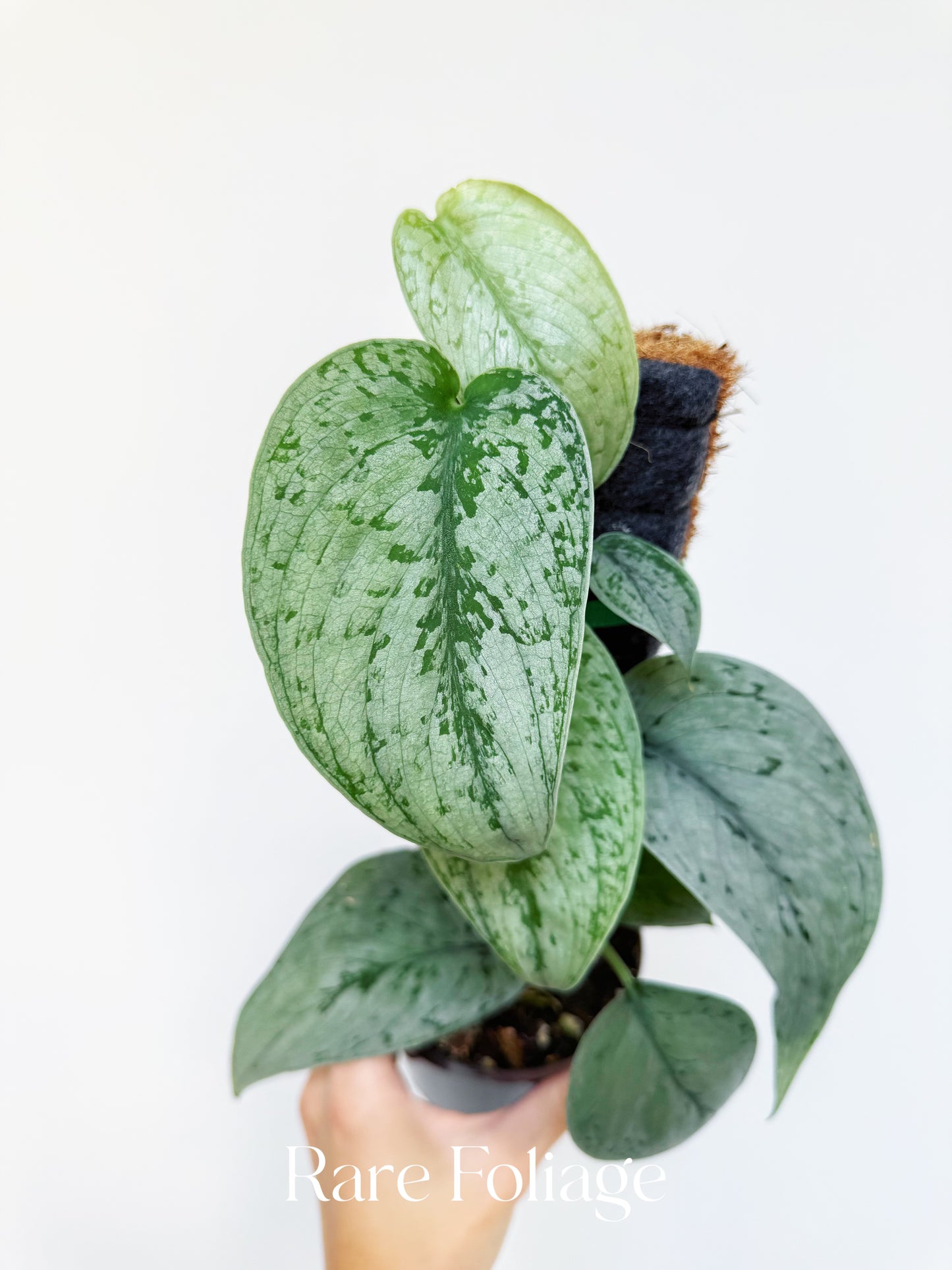 Scindapsus Silver Sierra 4”