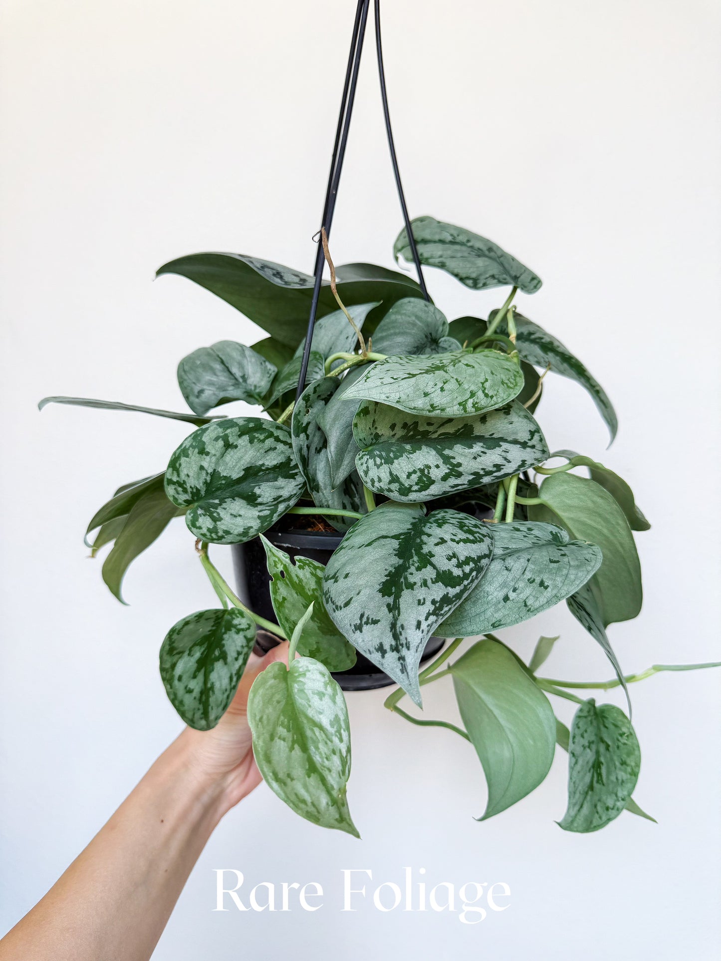 Scindapsus Silver Sierra 6" Hanging Basket
