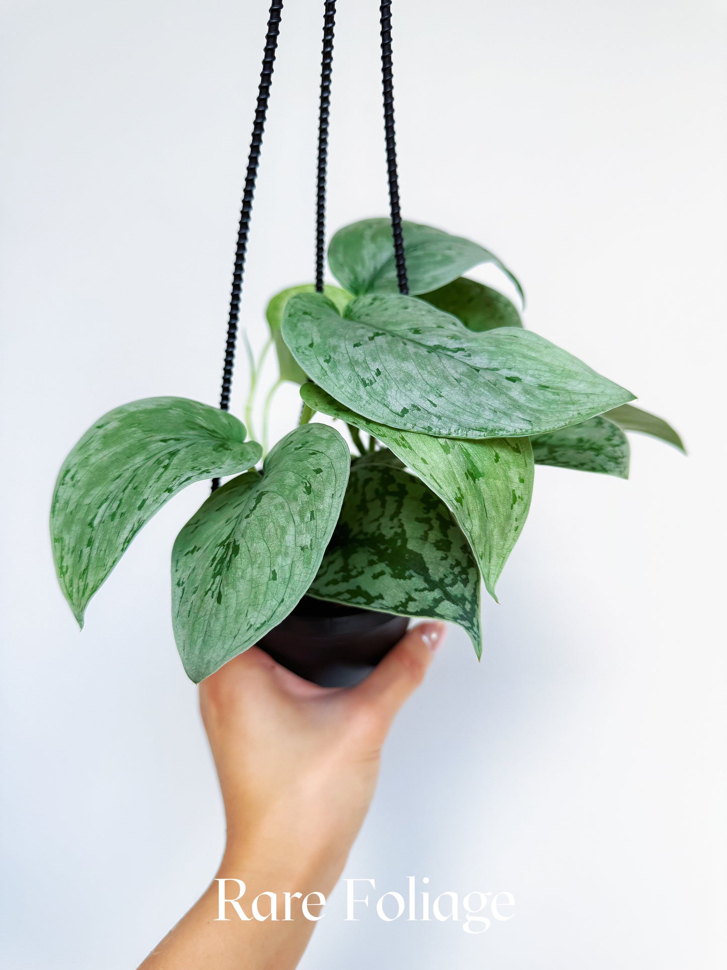 Scindapsus Silver Sierra 4” Hanging Basket