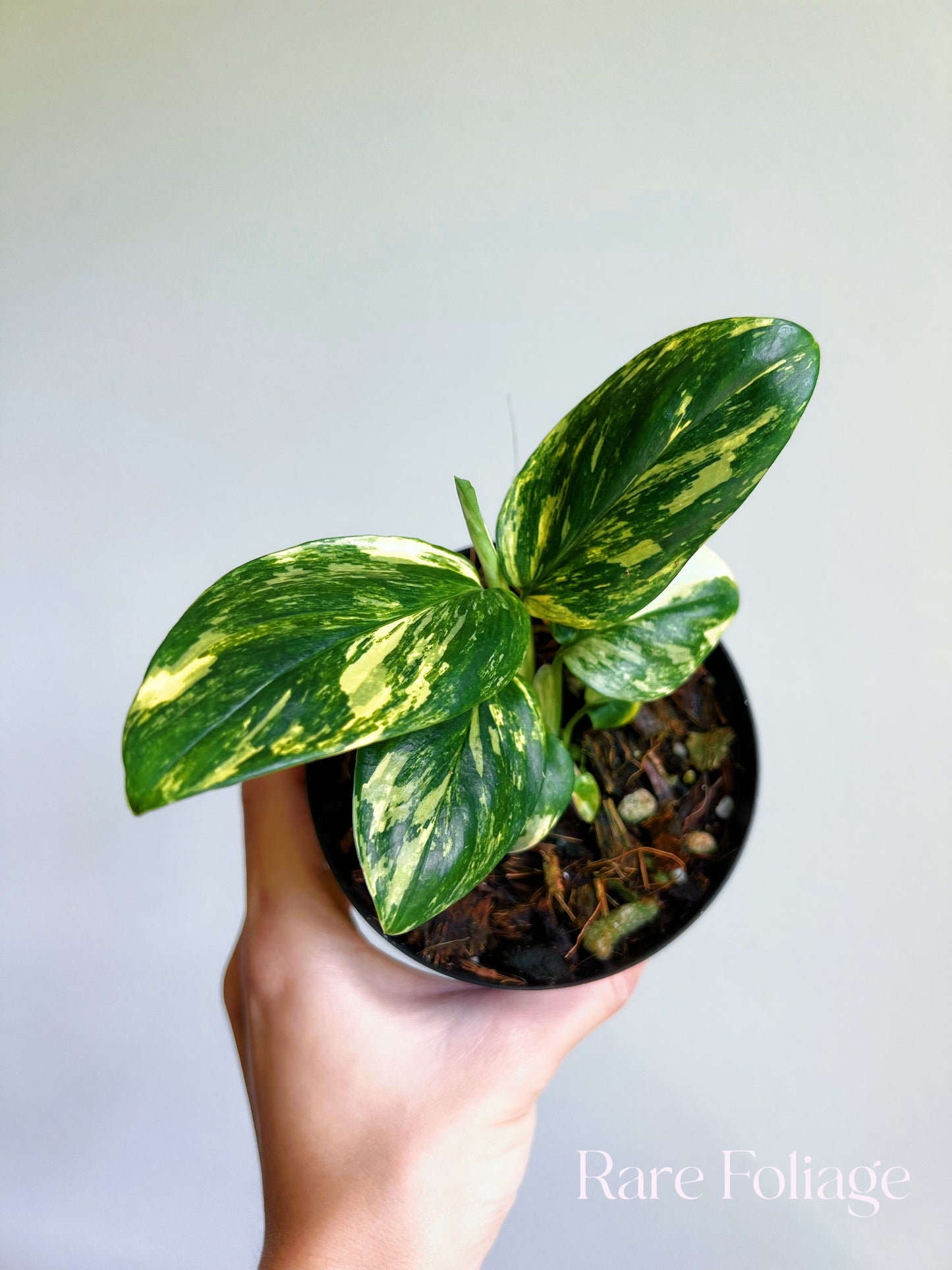 Monstera Standleyana Marble Variegated 4”