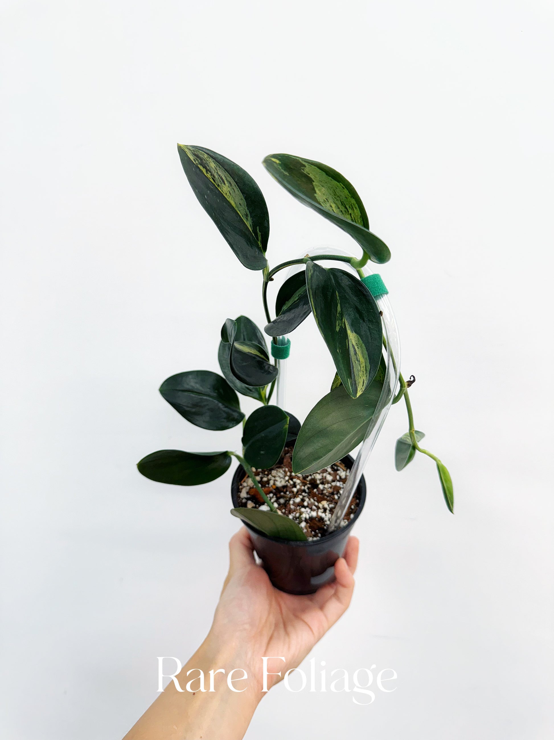 Scindapsus Treubii Dark Form Variegated 4” with Trellis – Rare Scindapsus Treubii Dark Form Variegated 4” with Trellis – Rare