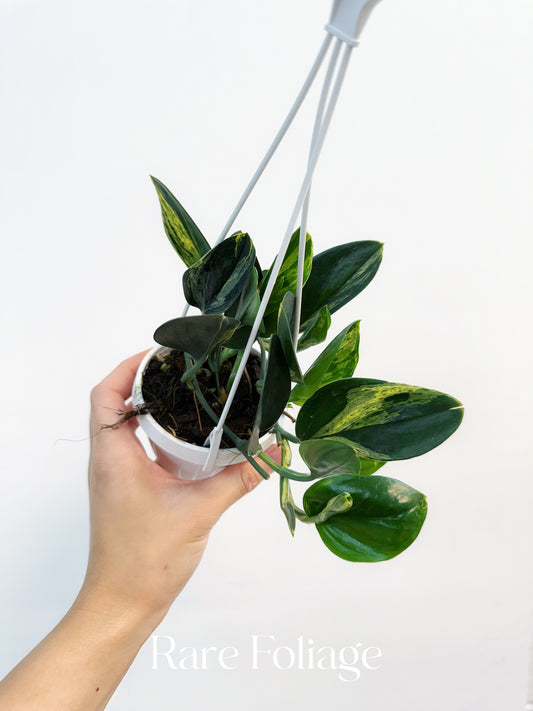 Scindapsus Treubii Dark Form Variegated 3” Hanging Basket
