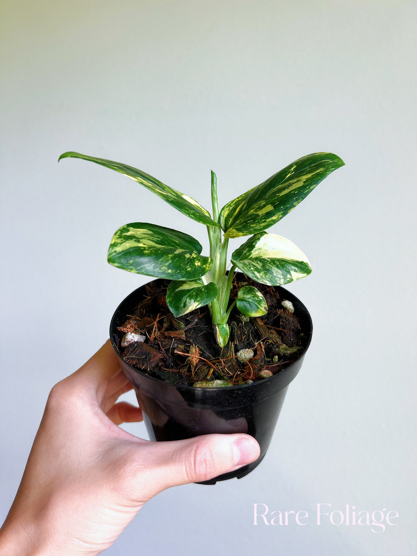 Monstera Standleyana Marble Variegated 4”