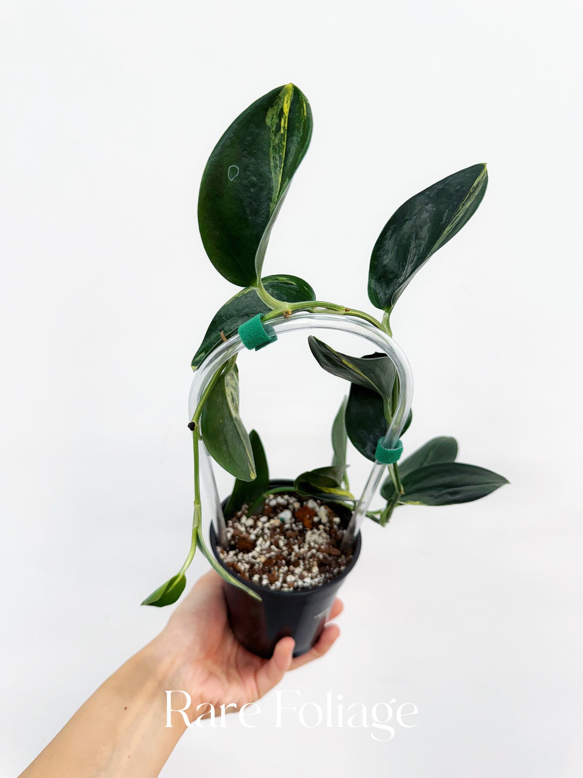 Scindapsus Treubii Dark Form Variegated 4” with Trellis – Rare Scindapsus Treubii Dark Form Variegated 4” with Trellis – Rare