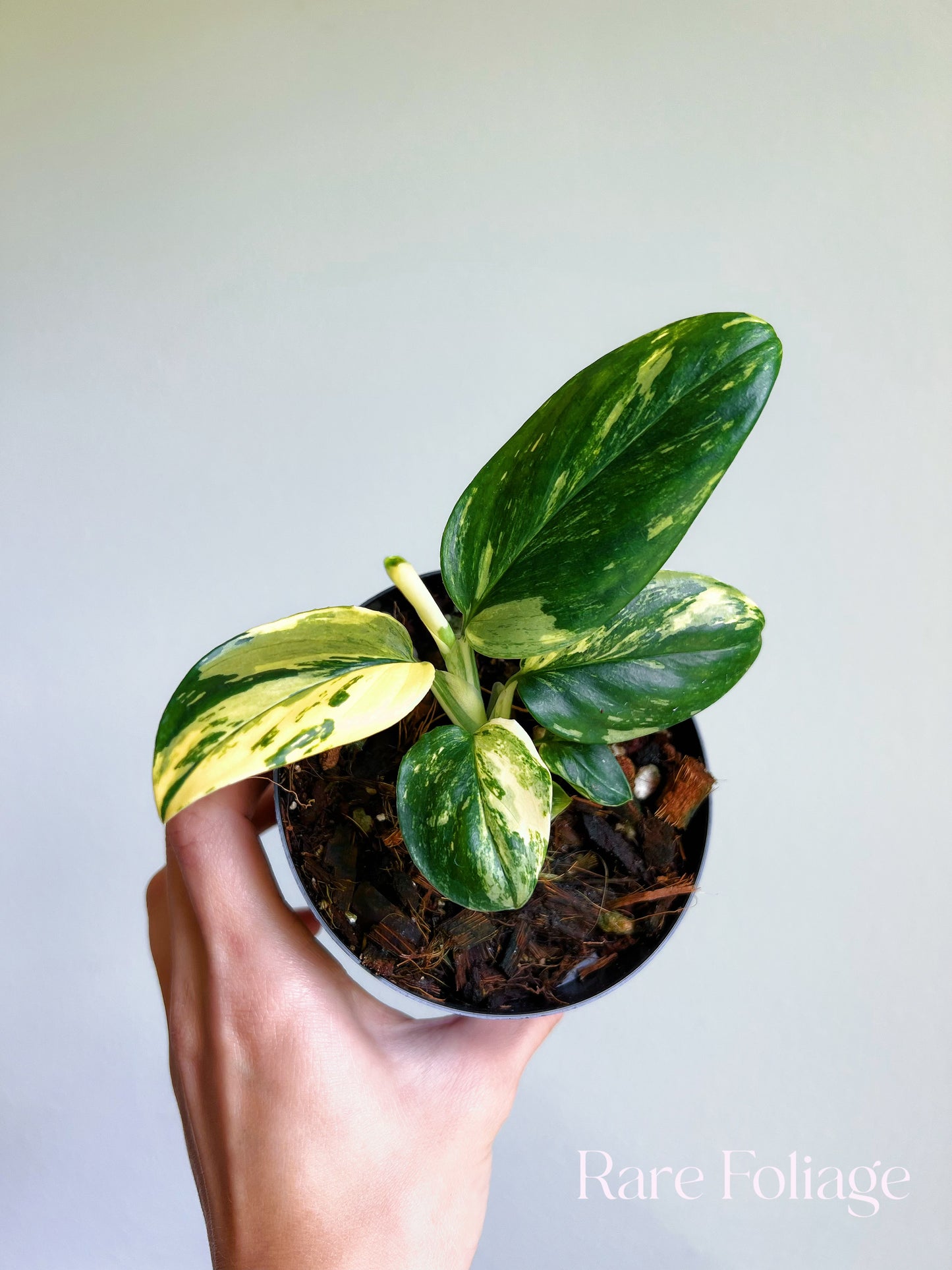 Monstera Standleyana Marble Variegated 4”