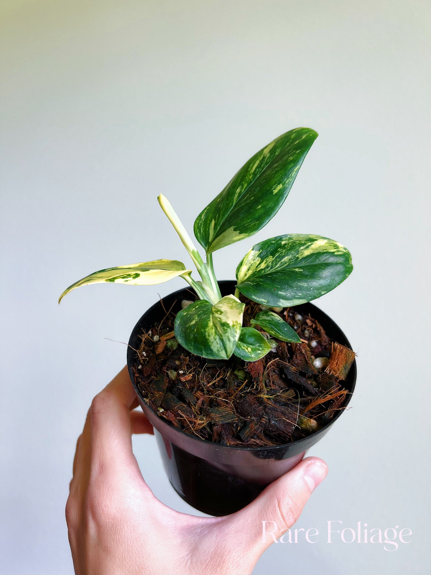 Monstera Standleyana Marble Variegated 4”