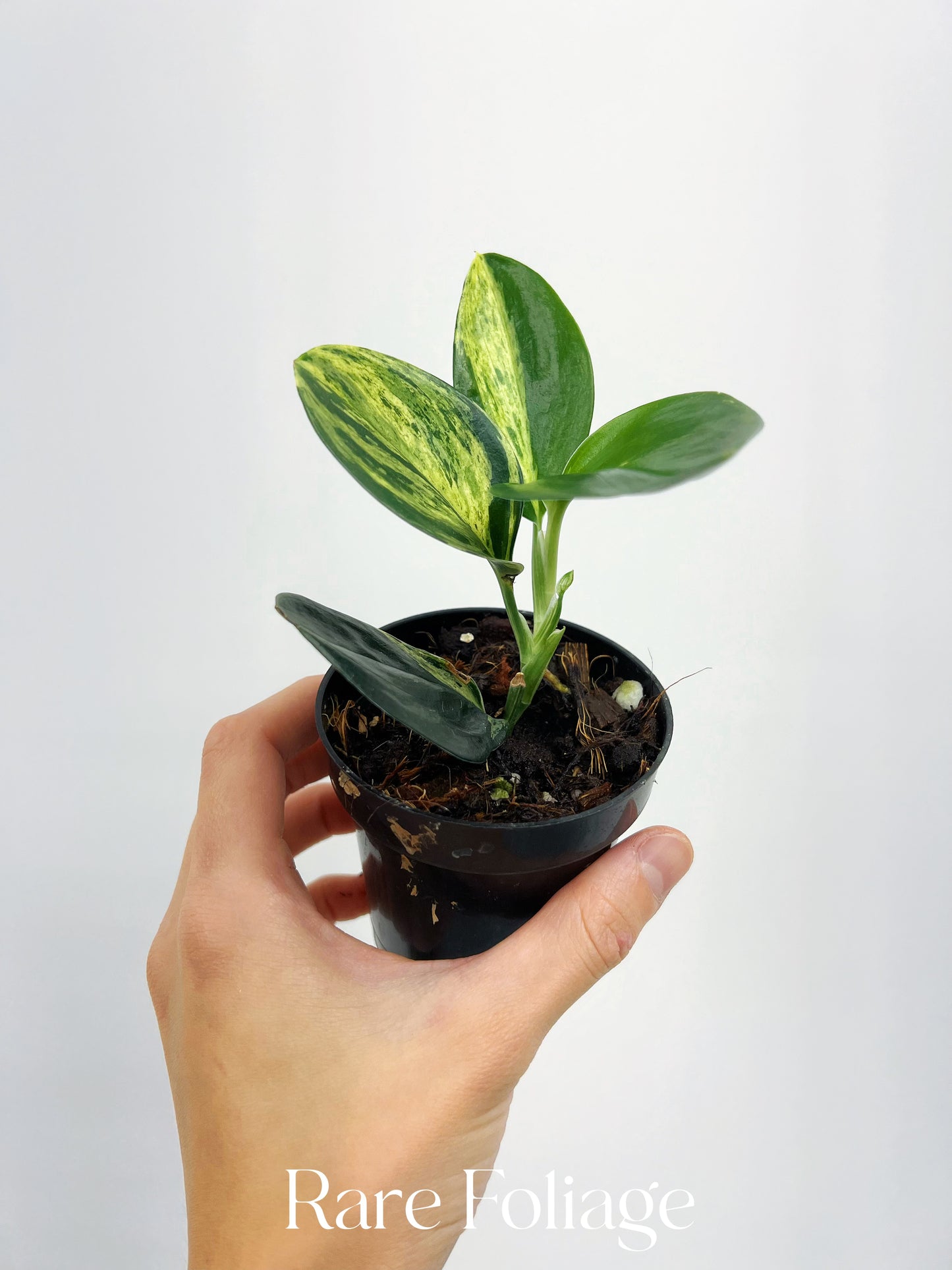 Scindapsus Treubii Dark Form Variegated 3”