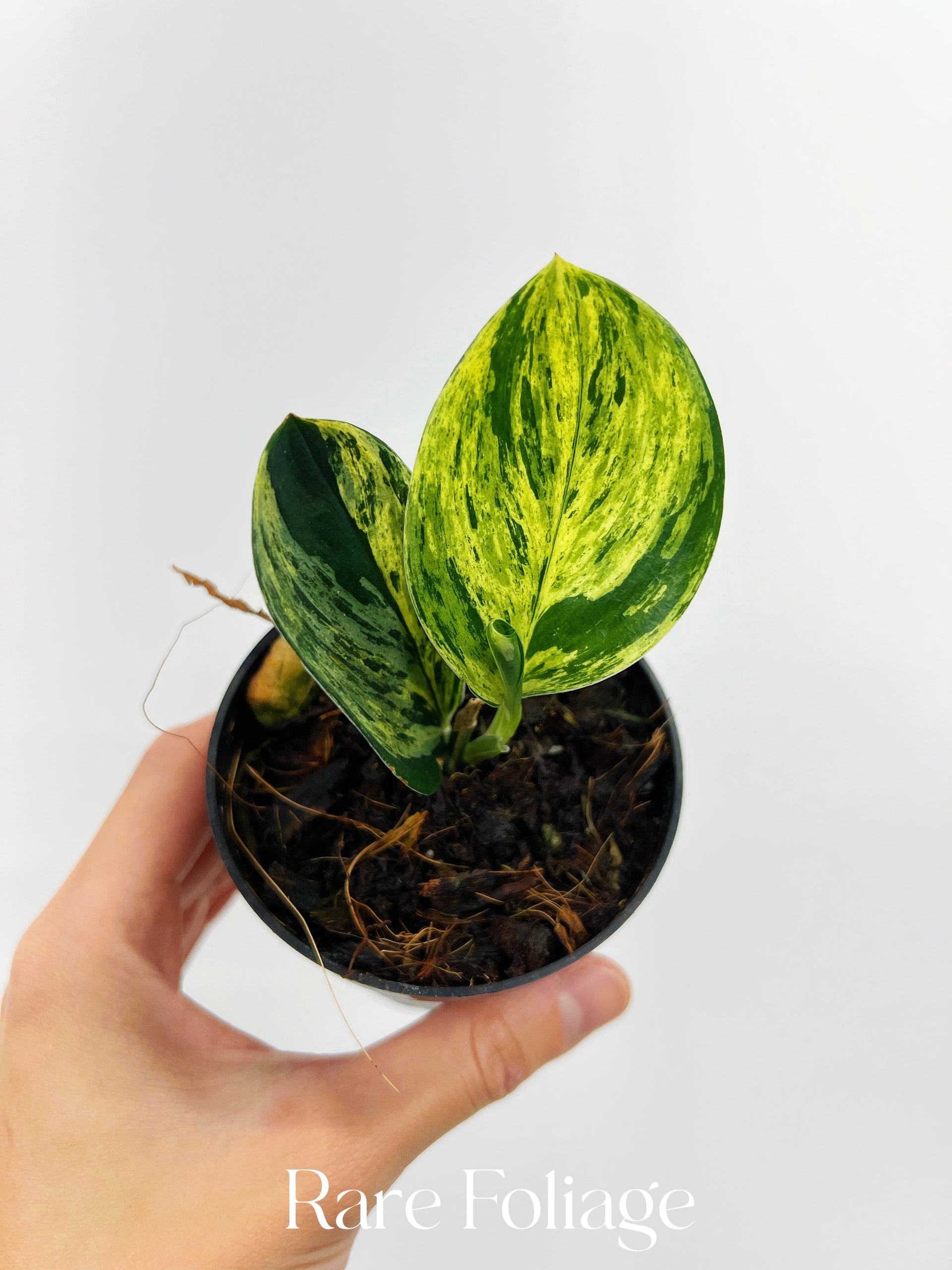 Scindapsus Treubii Dark Form Variegated 2” – Rare Foliage Plant Co