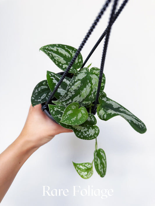 Scindapsus Tricolor 4” Hanging Basket