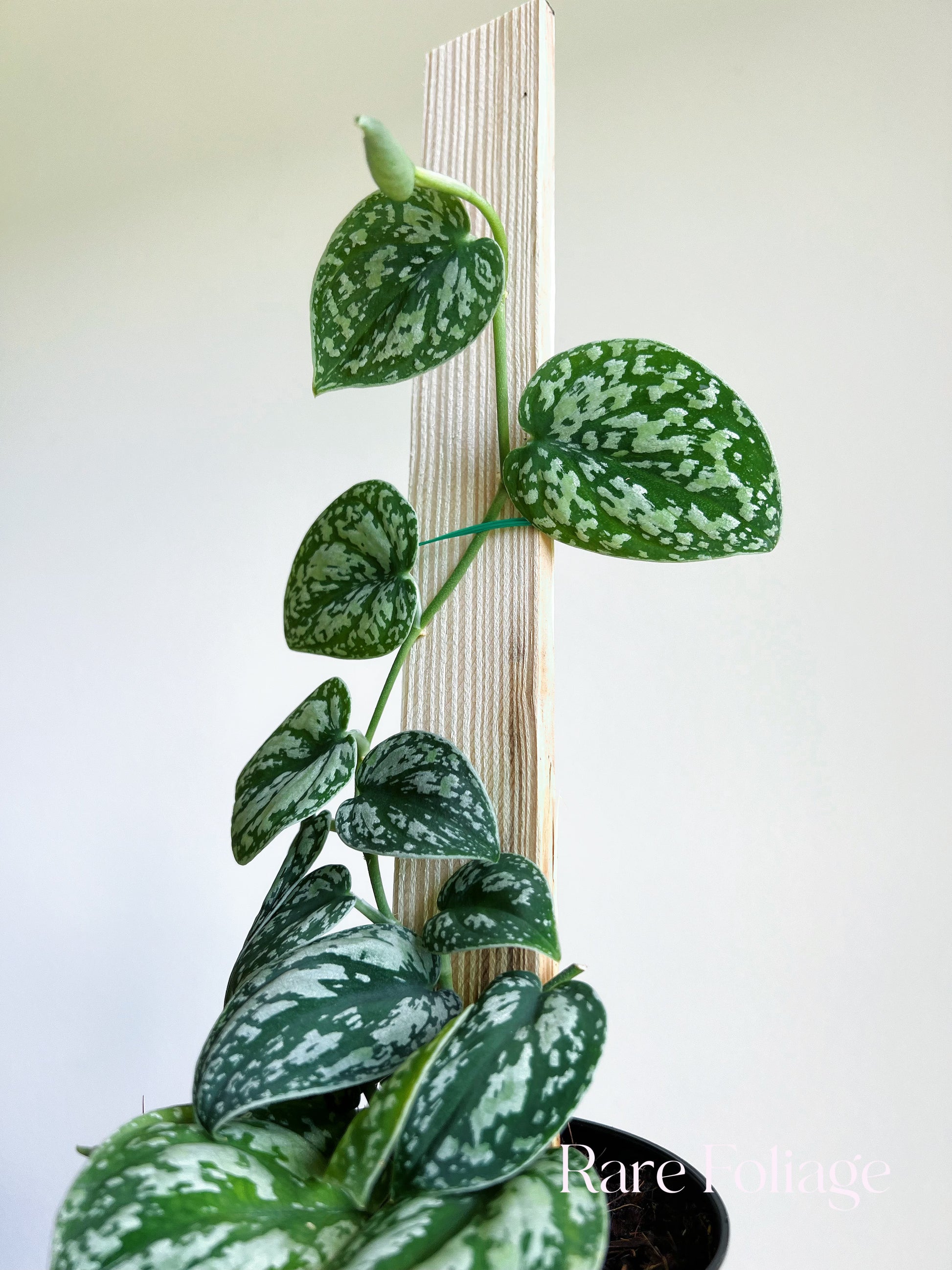 pothos tricolor Scindapsus Tricolor 4" – Rare Foliage Plant Co