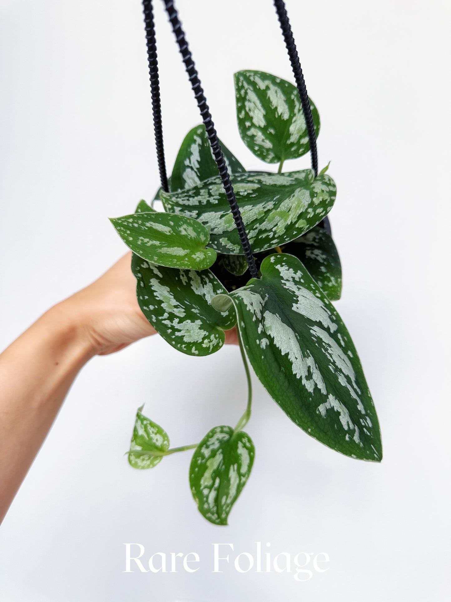 Scindapsus Tricolor 4” Hanging Basket